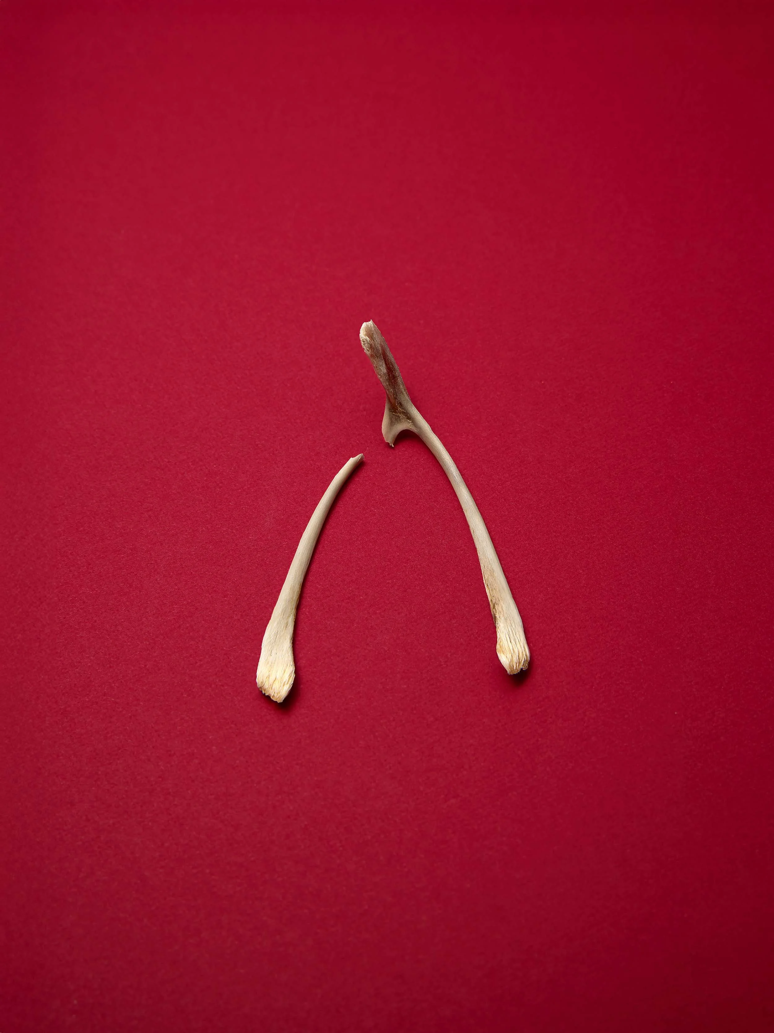 25TST1702_STILL LIFE_WISHBONE_0751.jpg