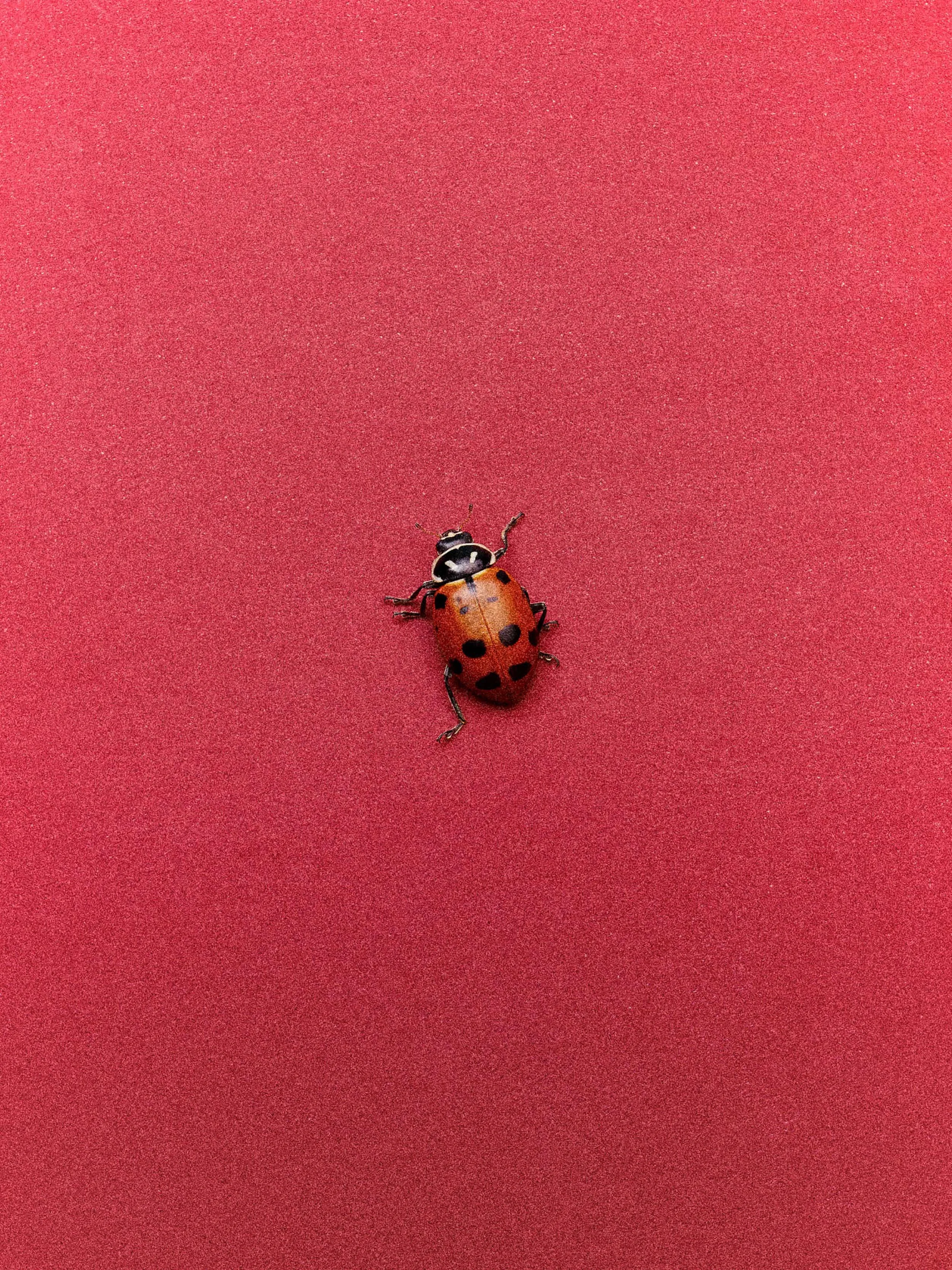 25TST1714_MAKE A WISH_LADYBUG_1704 copy.jpg