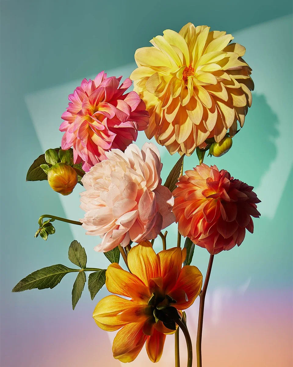 24DAHLIA1655_COLORBOMB_0457.jpg