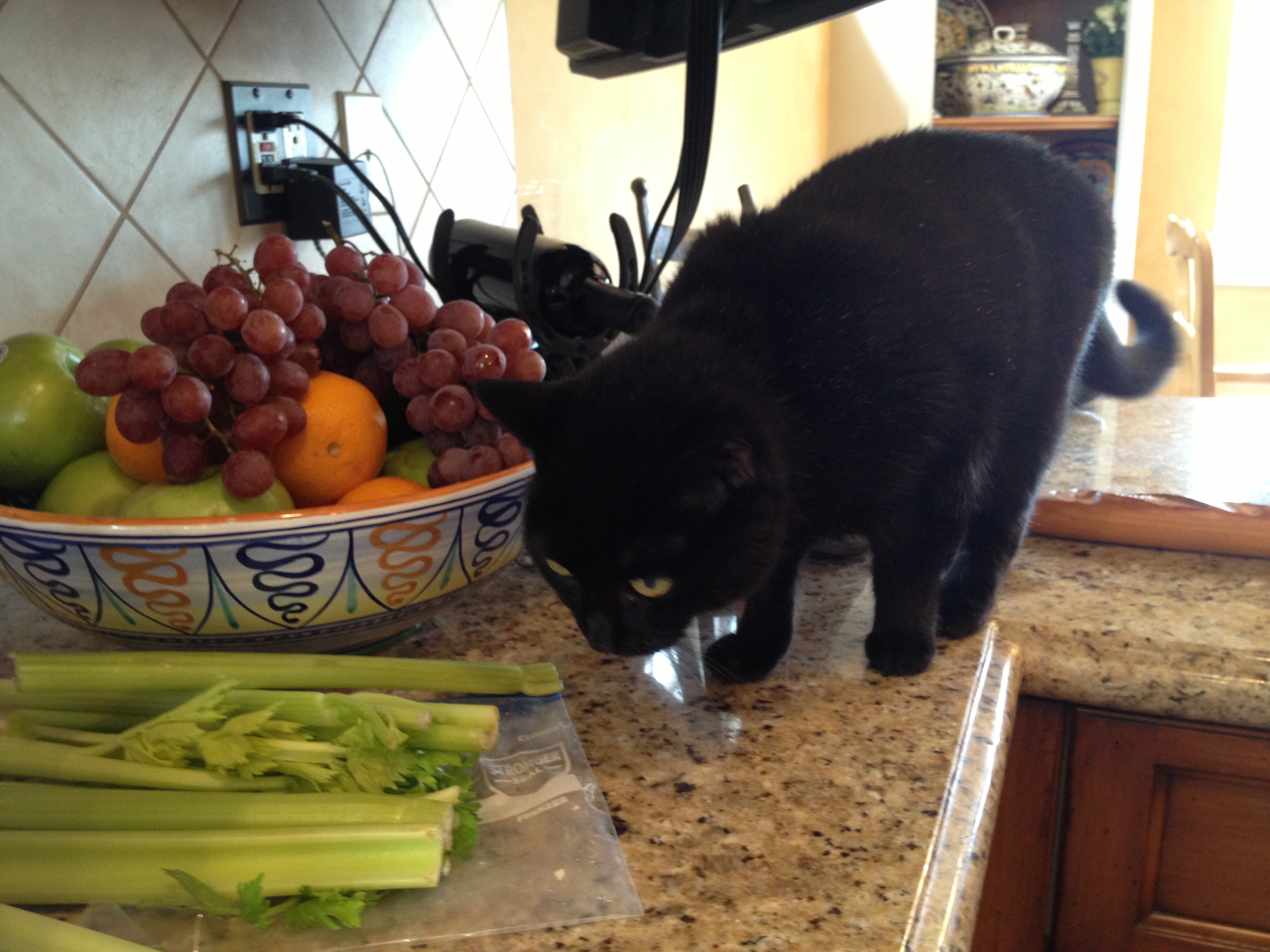 Bunny Anne in the kitchen inspecting all the produce (from Gelson's of course!)