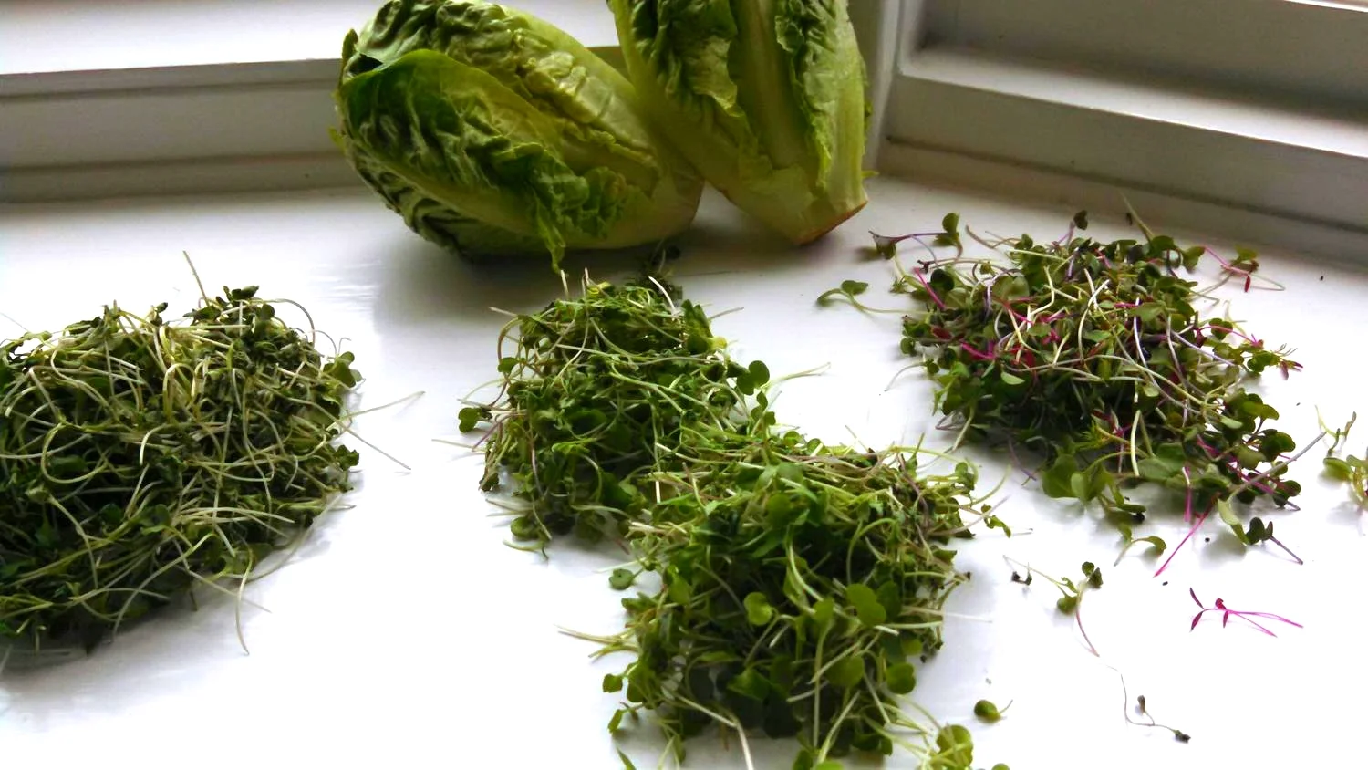 Micro greens deliver macro flavor