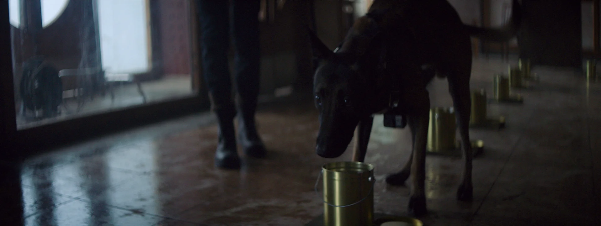 DOGS - ALL FOOTAGE.00_04_30_06.Still040.jpg