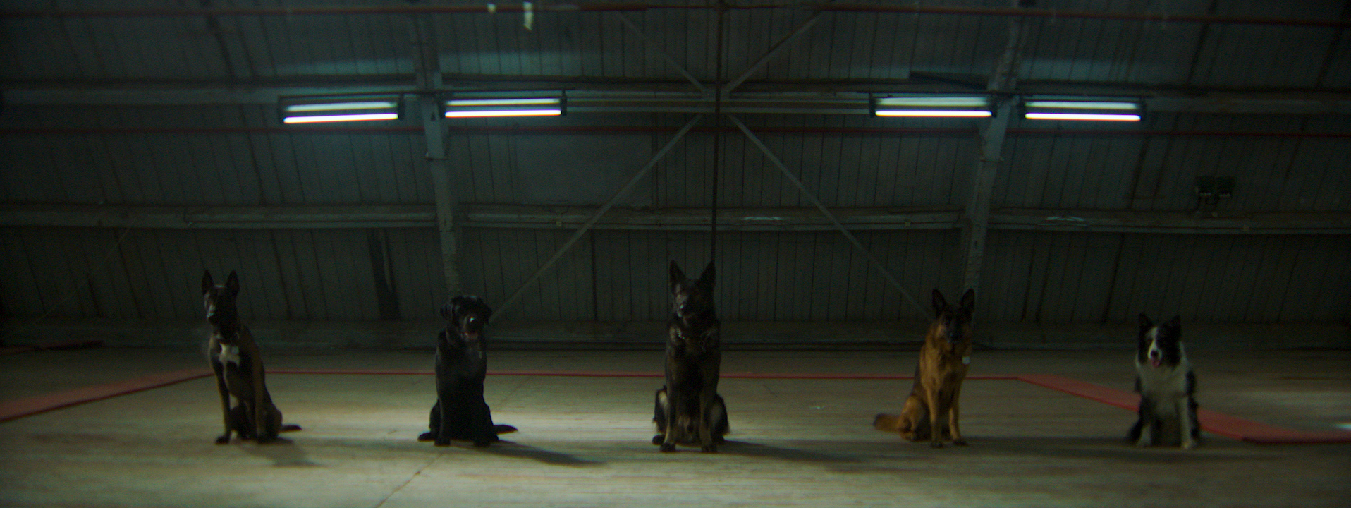 DOGS - ALL FOOTAGE.00_08_58_07.Still118.jpg
