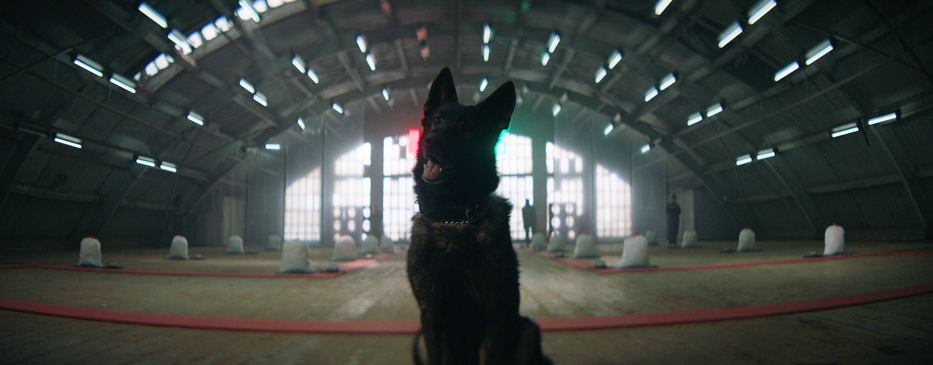 DOGS - ALL FOOTAGE.00_17_32_04.Still217.jpg