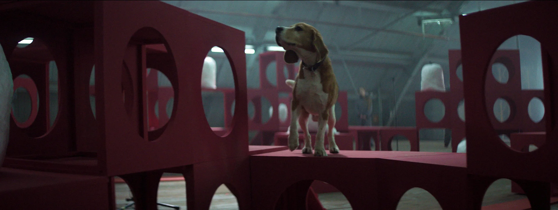 DOGS - ALL FOOTAGE.00_30_53_21.Still336.jpg