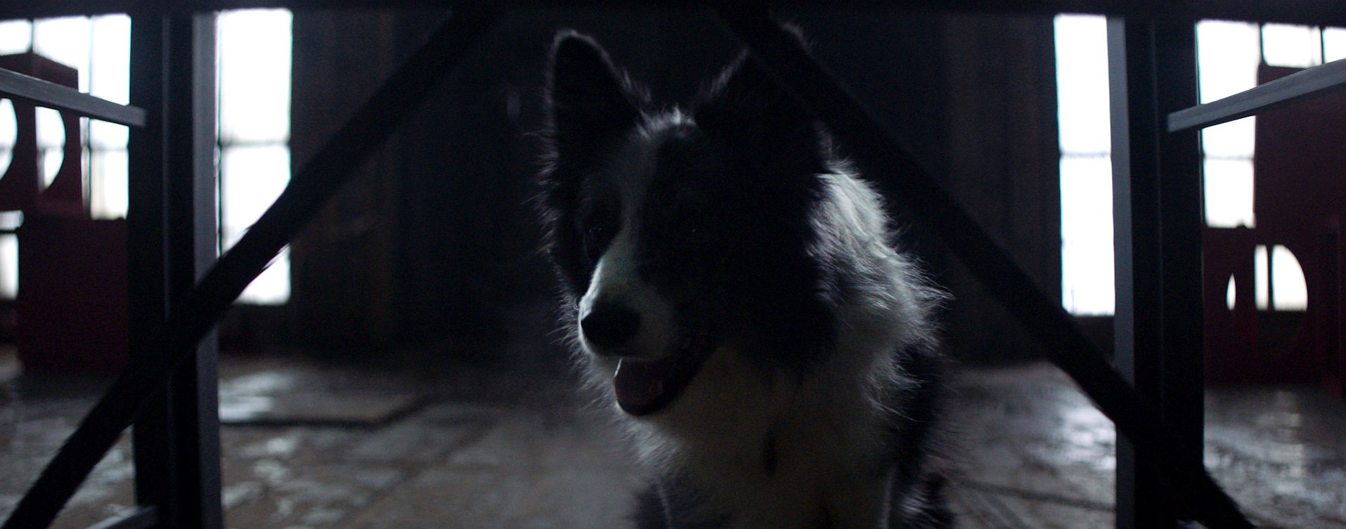 DOGS - ALL FOOTAGE.00_35_23_22.Still364.jpg