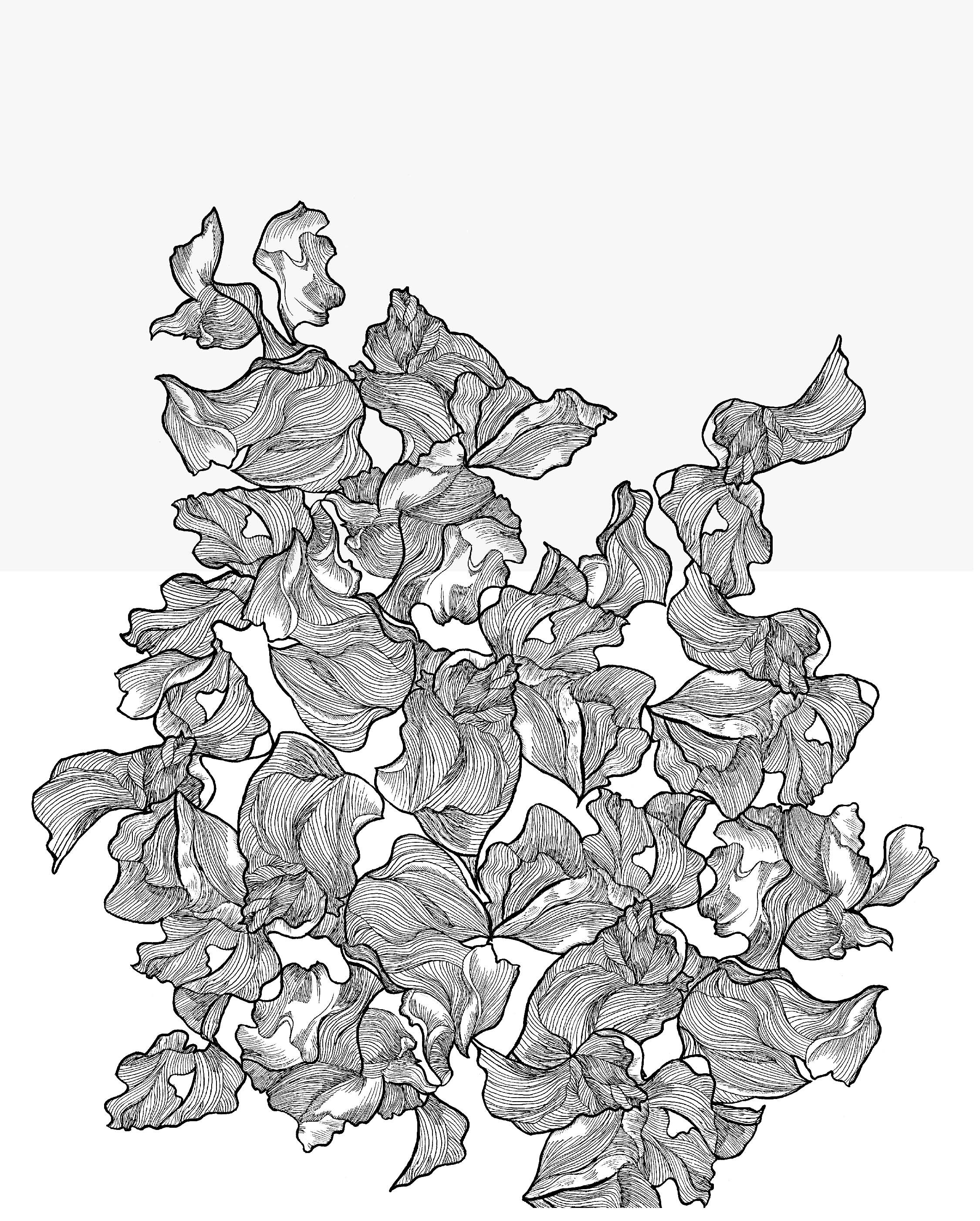 Iris original sketch