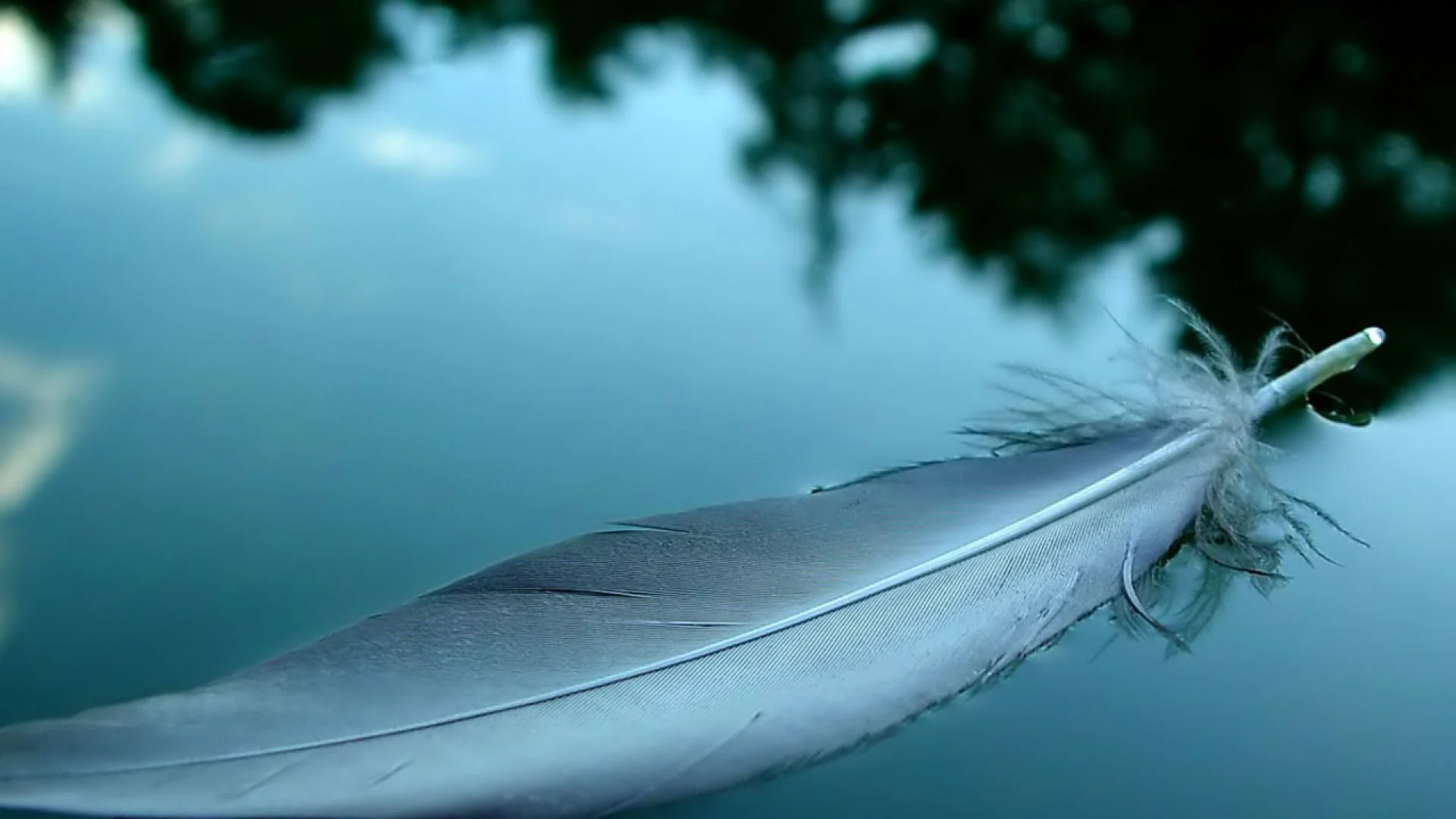 Feather-bird-desktop-photos-1080x1920.jpg