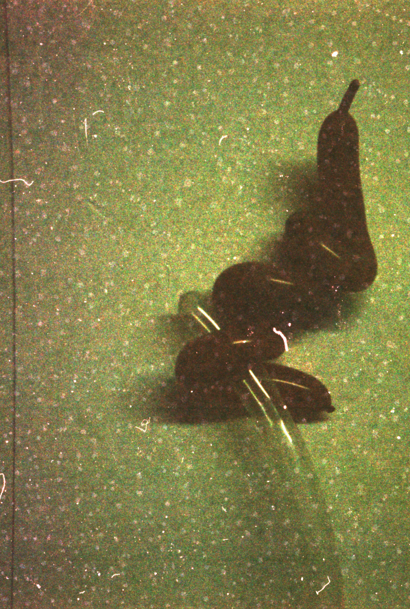 Untitled- 35mm film; 2008