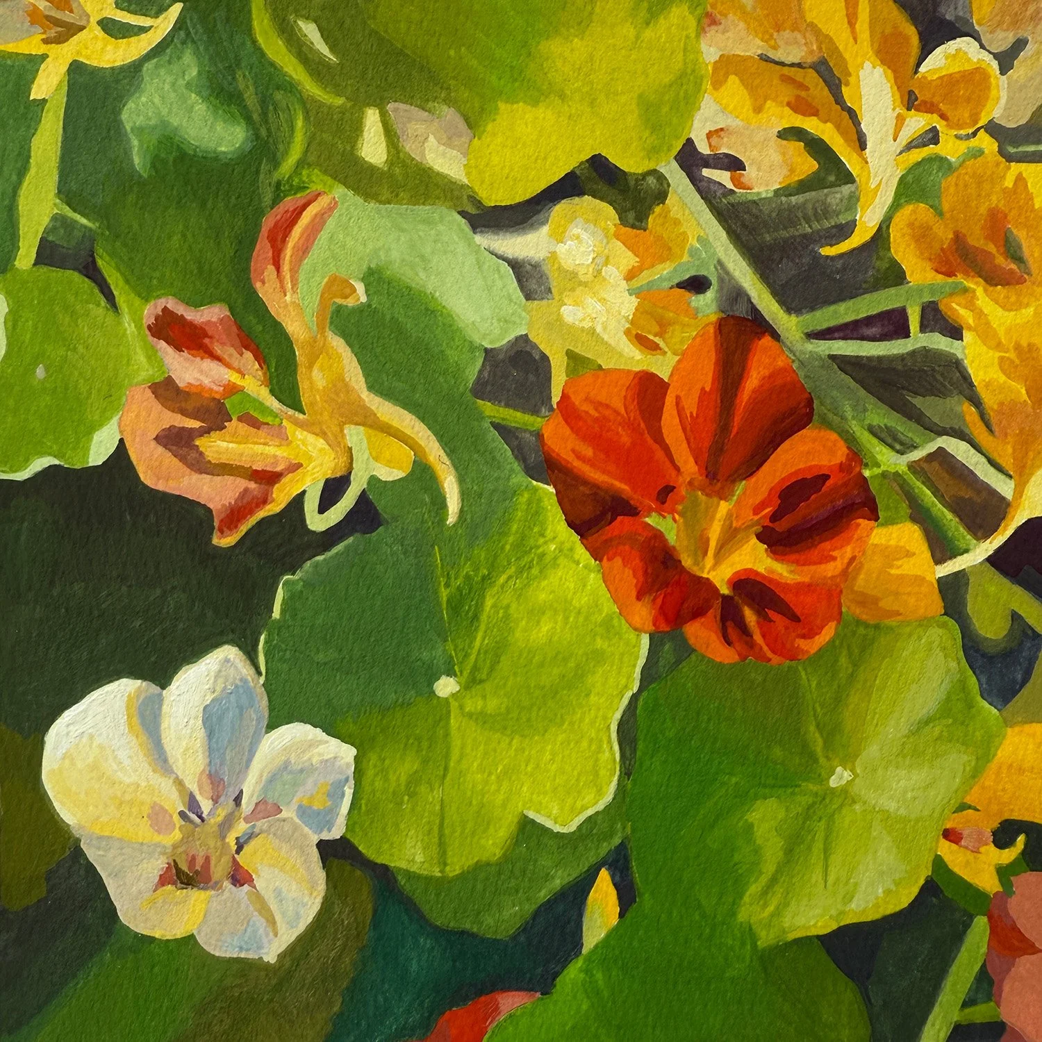 Nasturtium_Sm.jpg