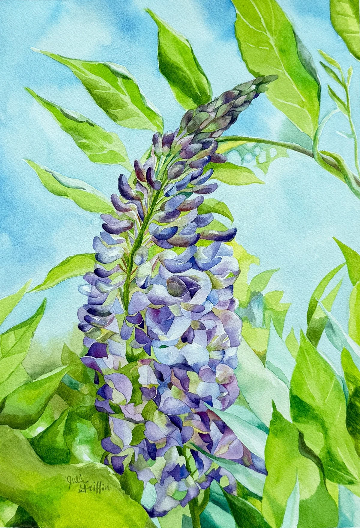 Wisteria_Small.jpg