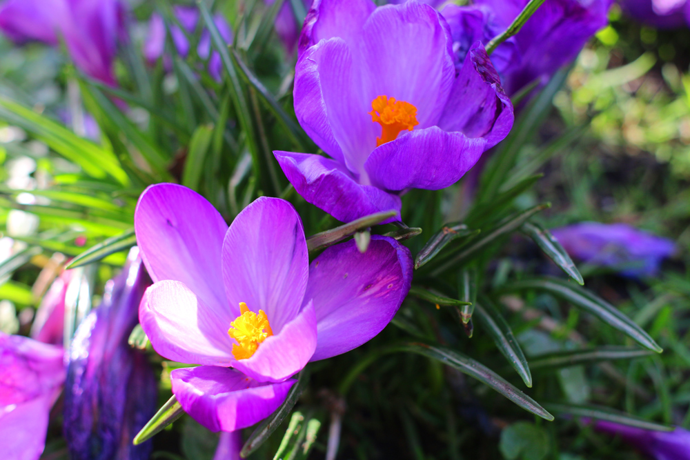 SpringEquinox.jpg