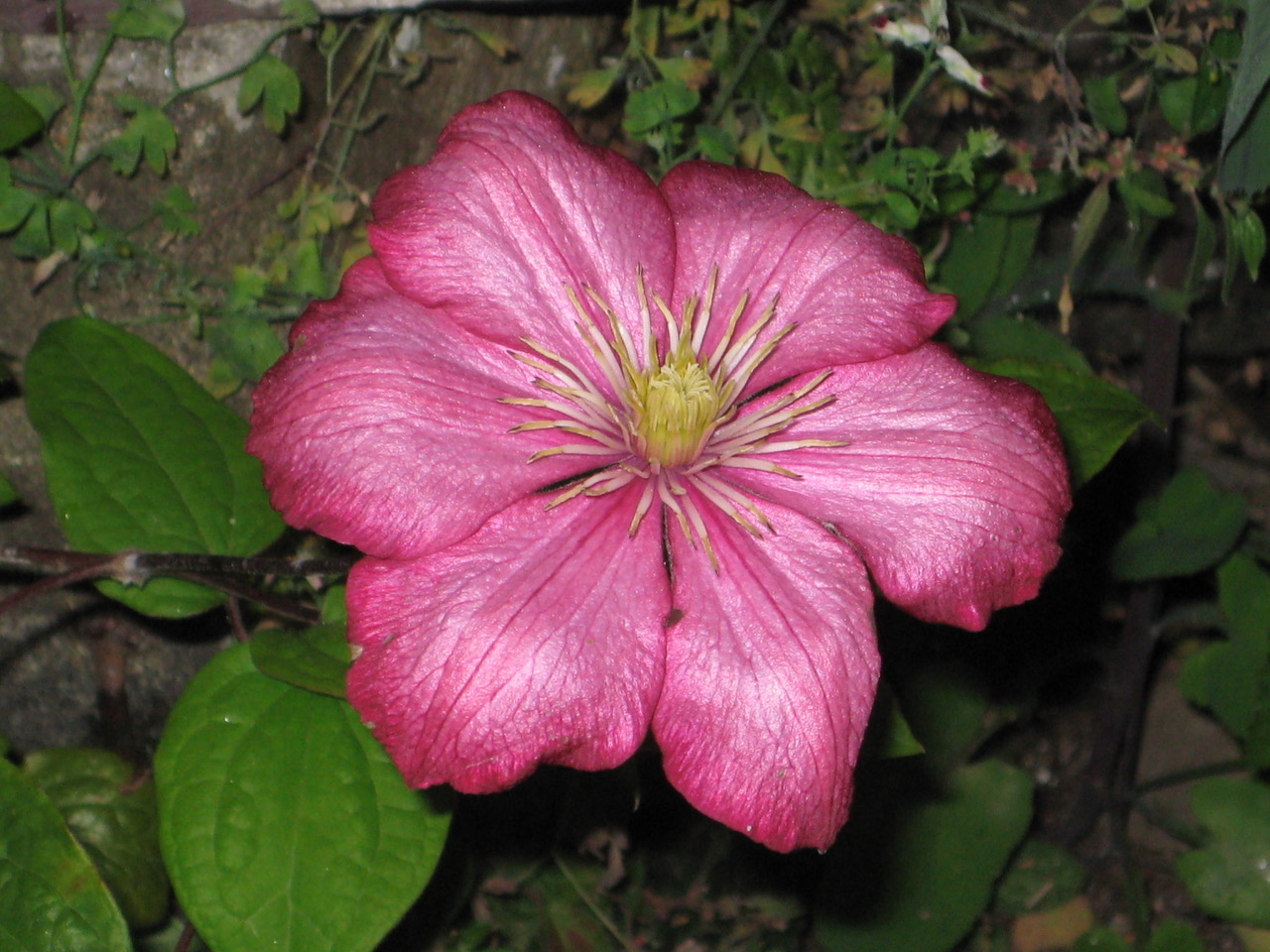 Beautiful flower.jpeg