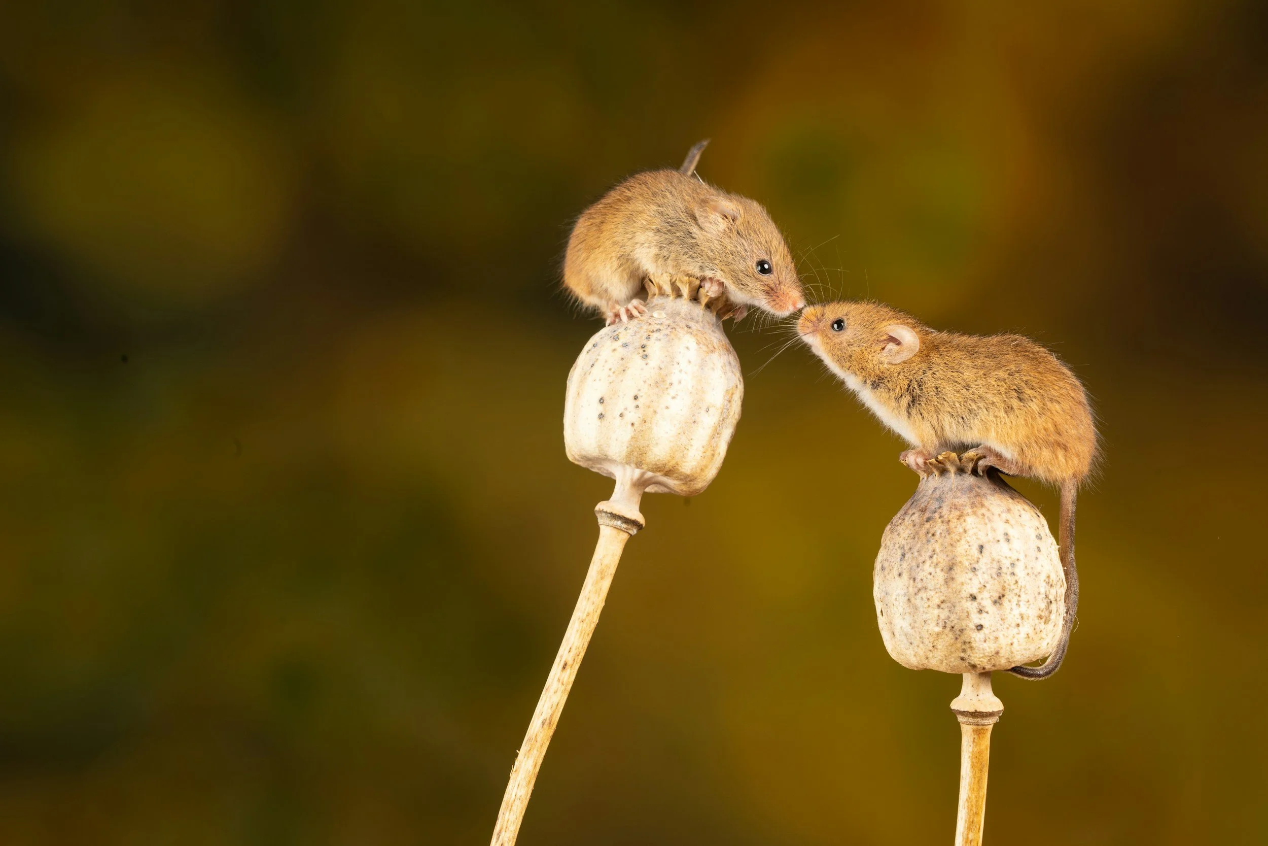 There is always potential: The tale of the two mice