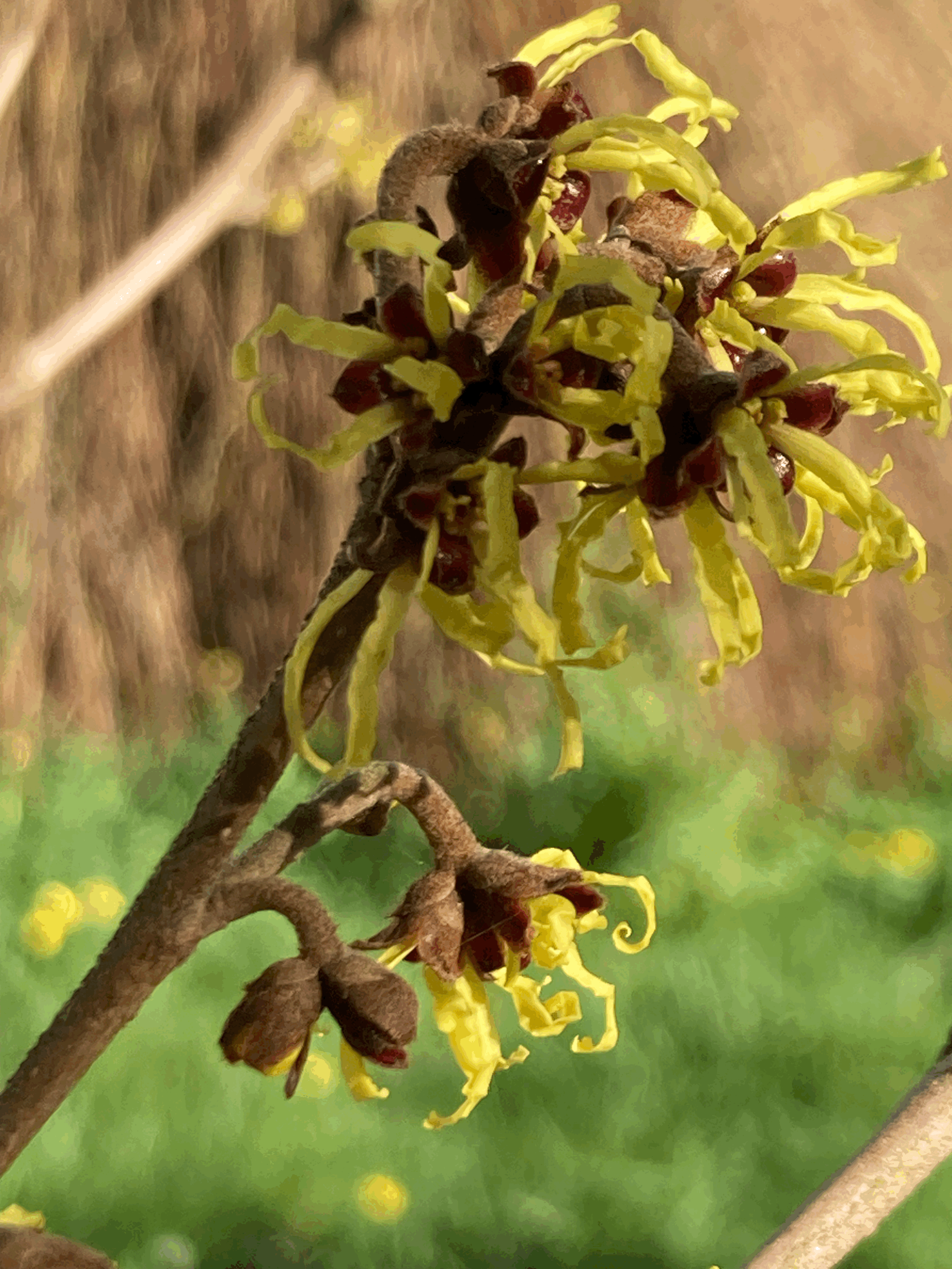 Witch hazel