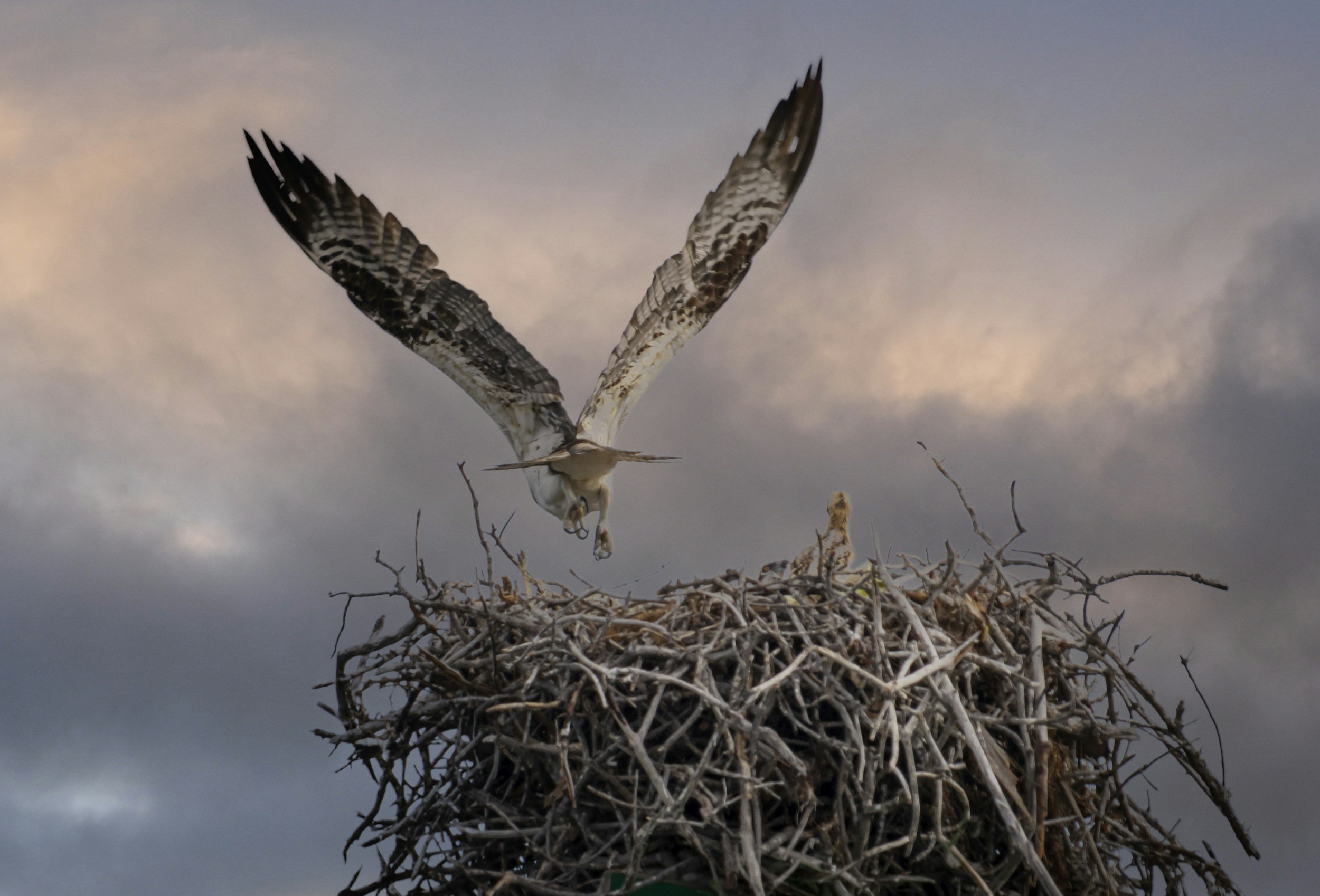 Our internal survival mechanism