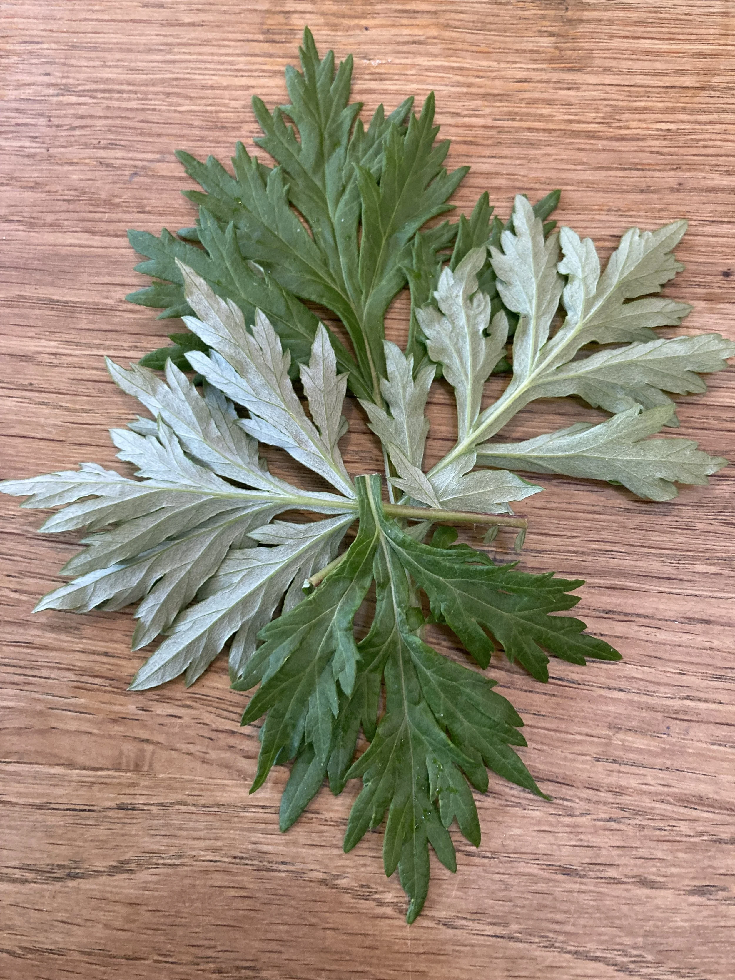 Introducing the wonders of mugwort