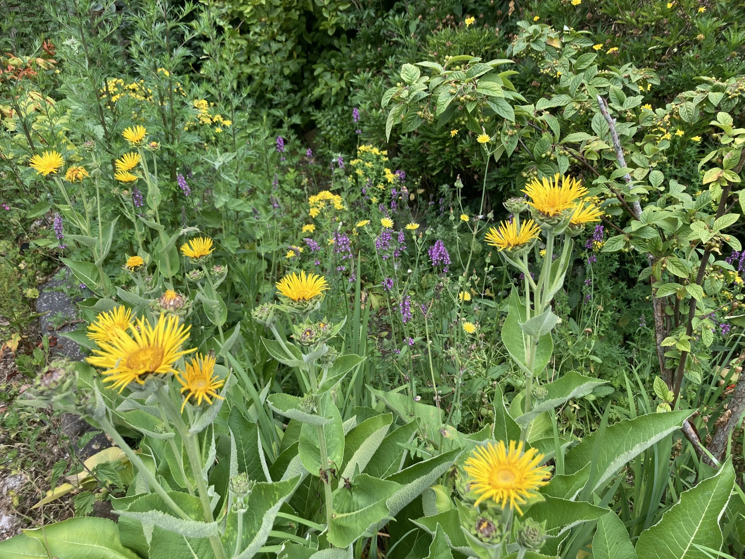 The gift of smell and aliveness