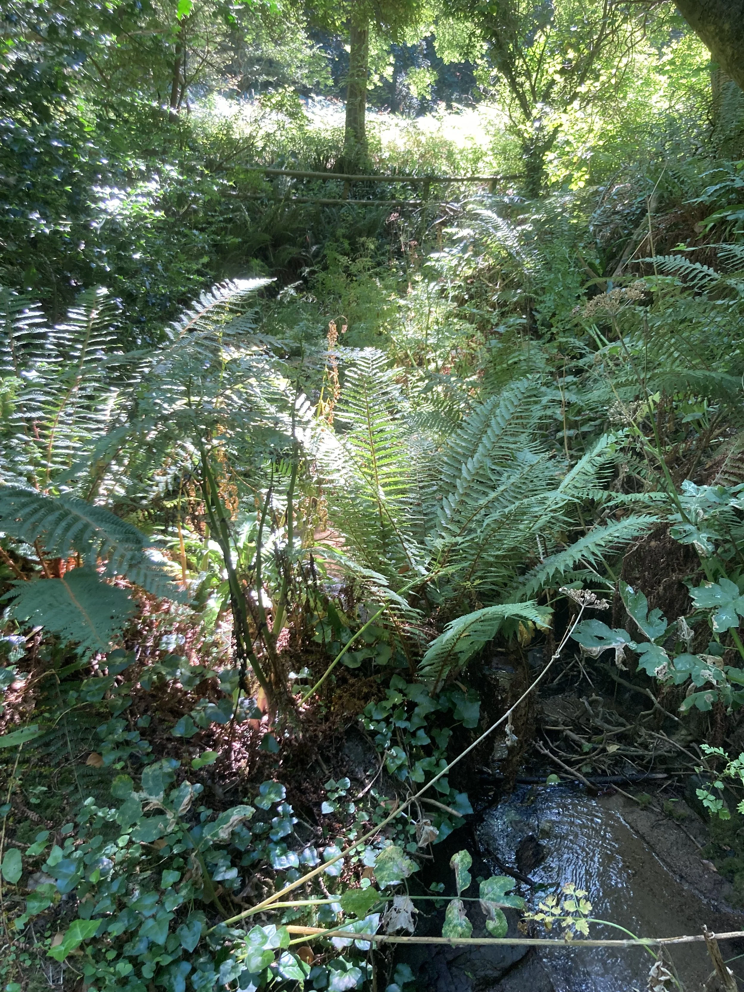 IMG_6521.jpeg