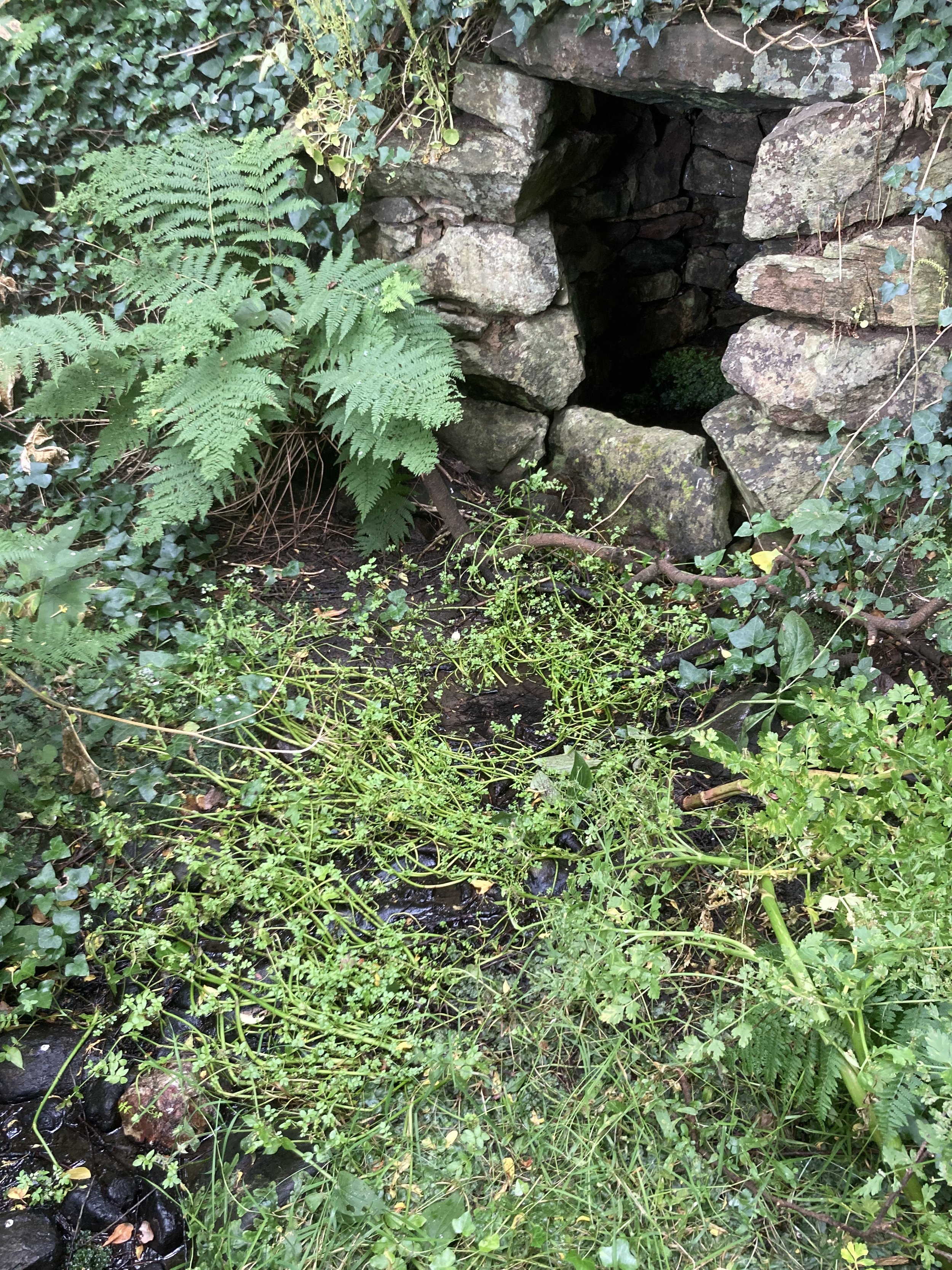 IMG_6493.jpeg