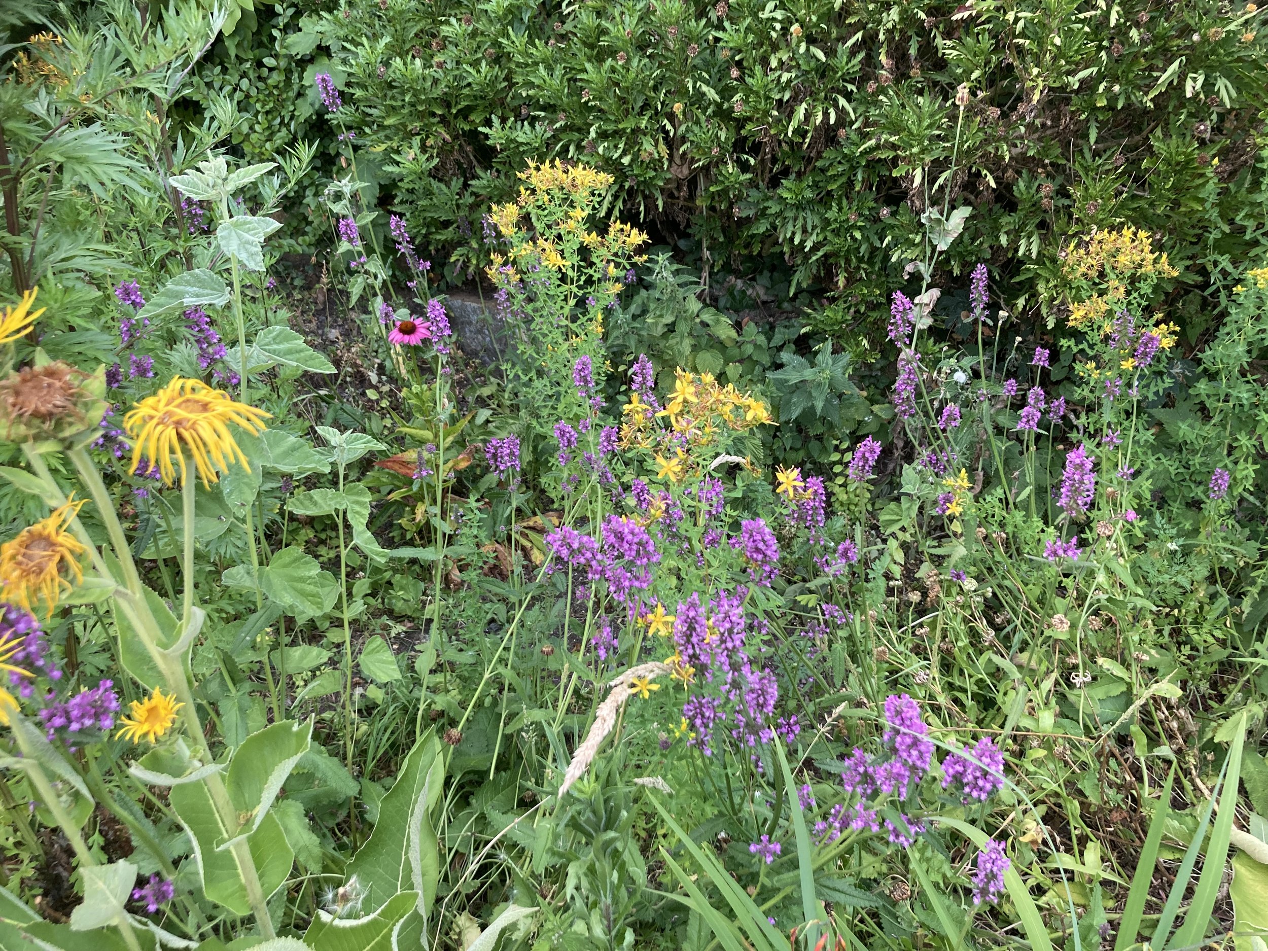 Herbs, herbs, magical herbs