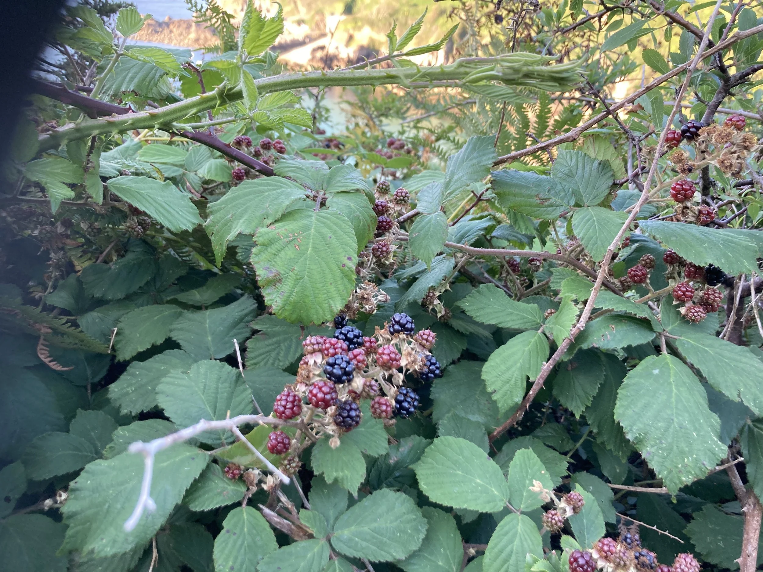 IMG_6547.jpeg