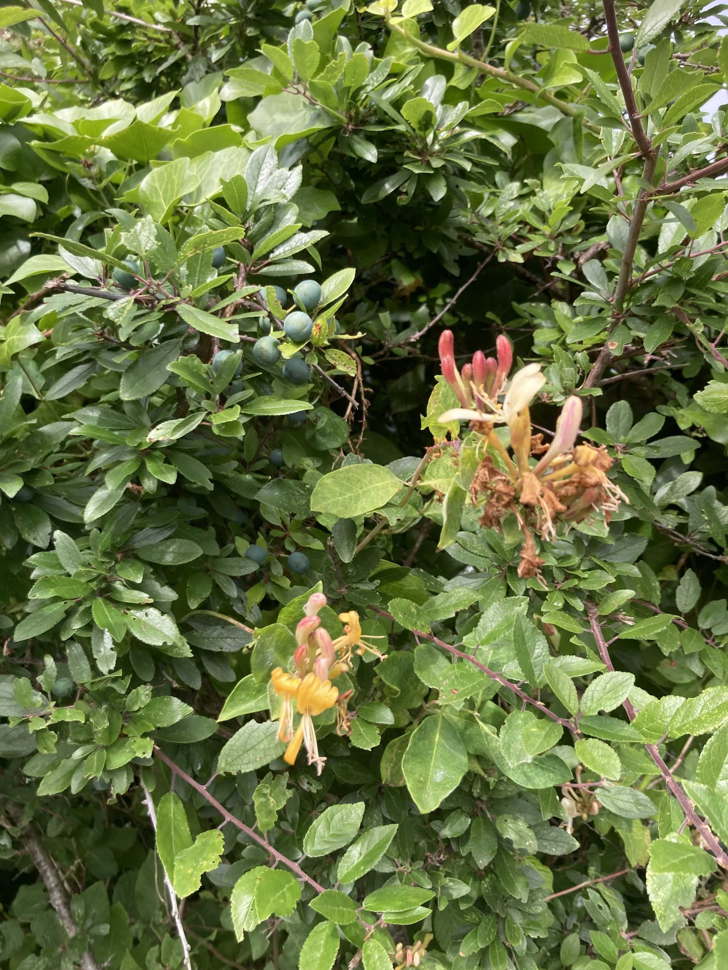 IMG_6405.jpeg