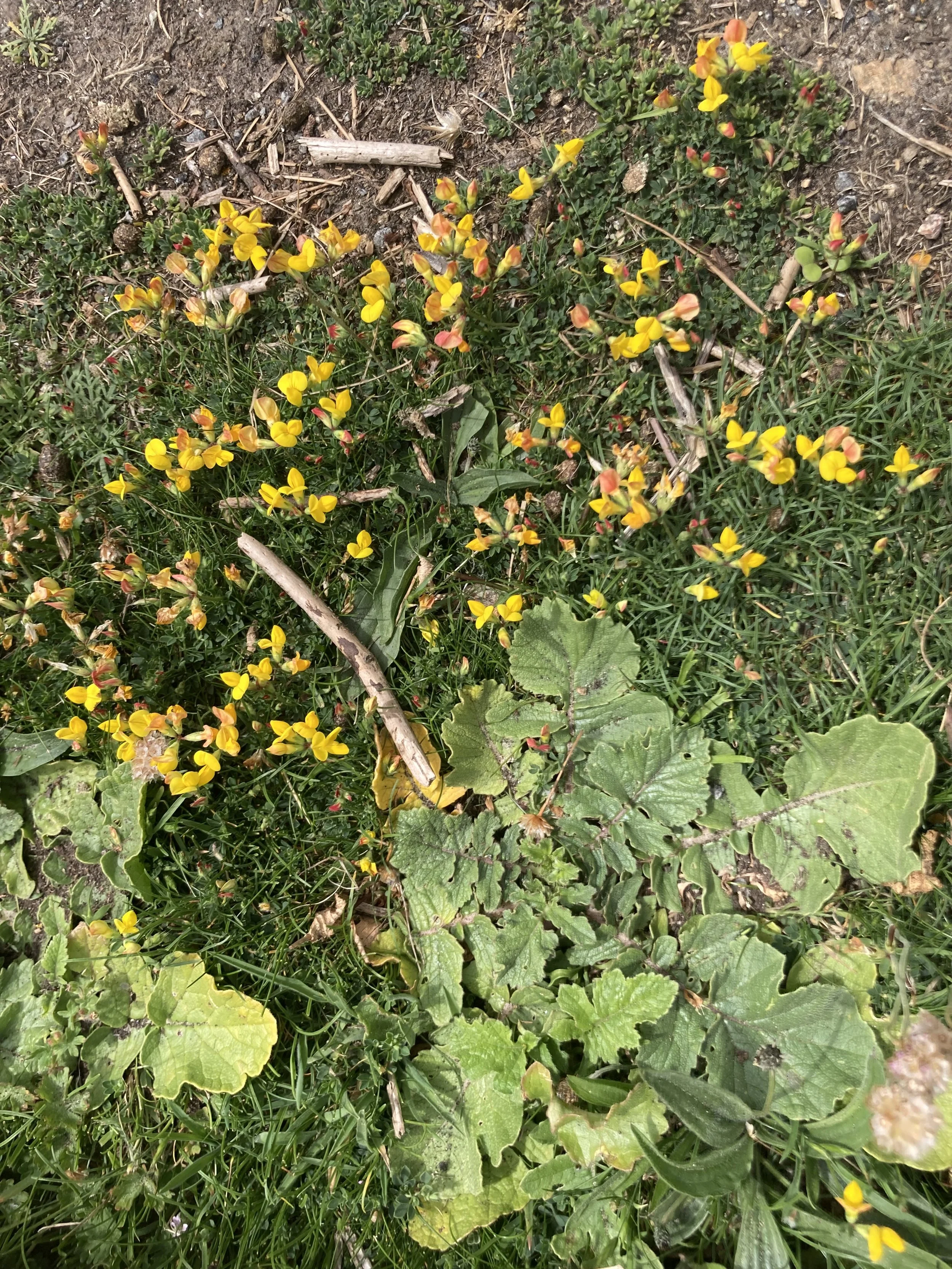 IMG_6402.jpeg