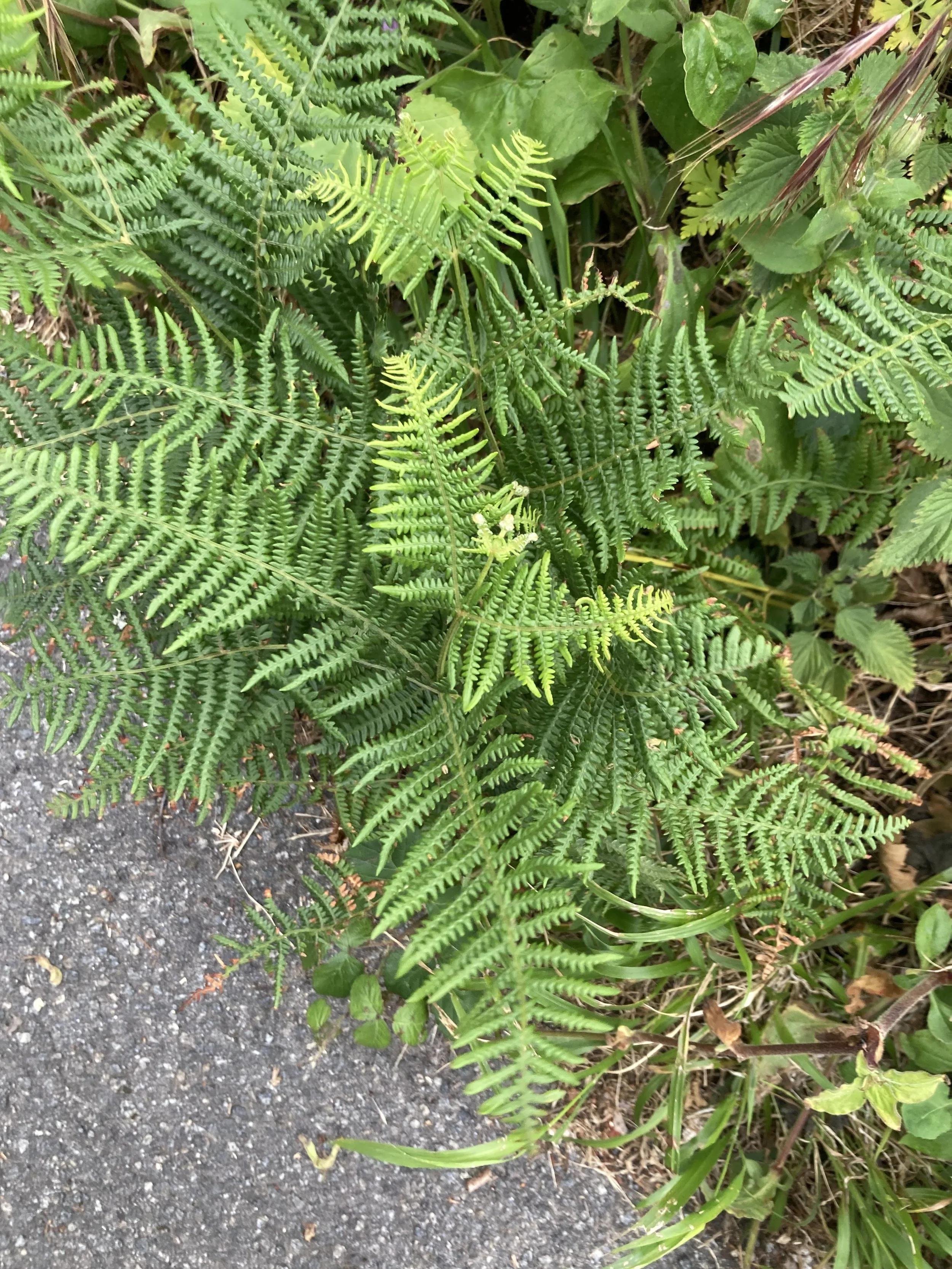 IMG_6366.jpeg