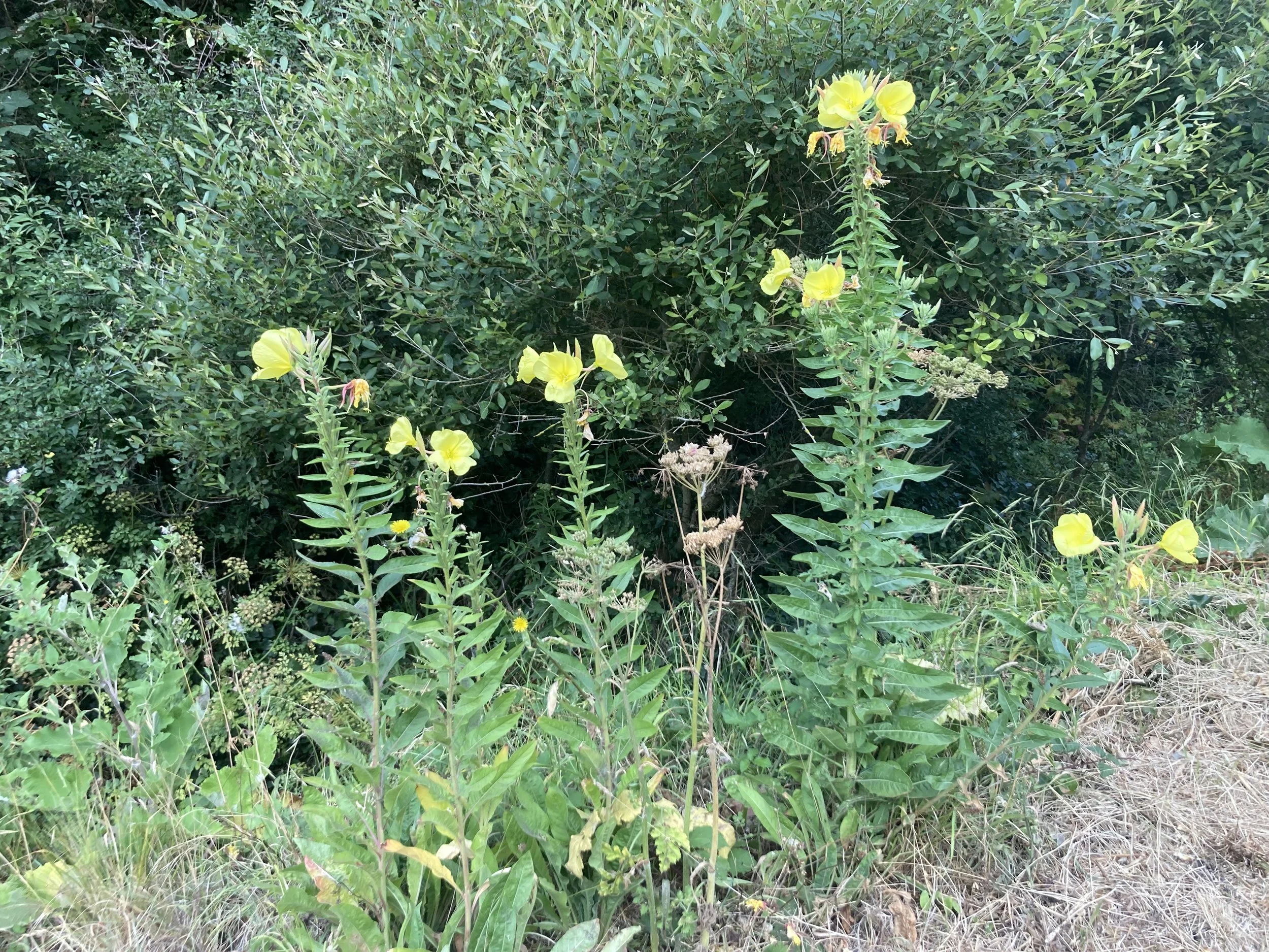 IMG_6566.jpeg