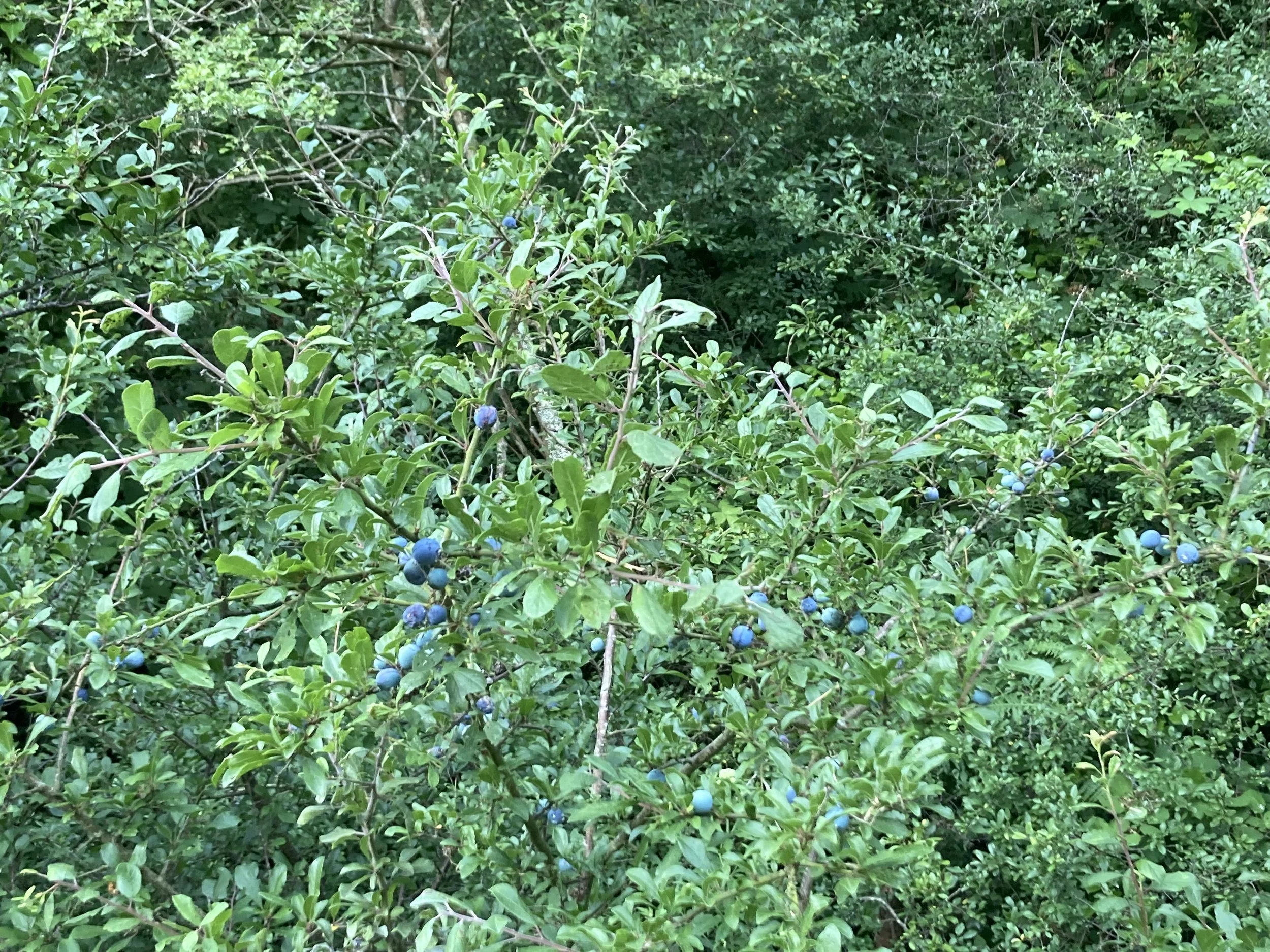 IMG_6568.jpeg