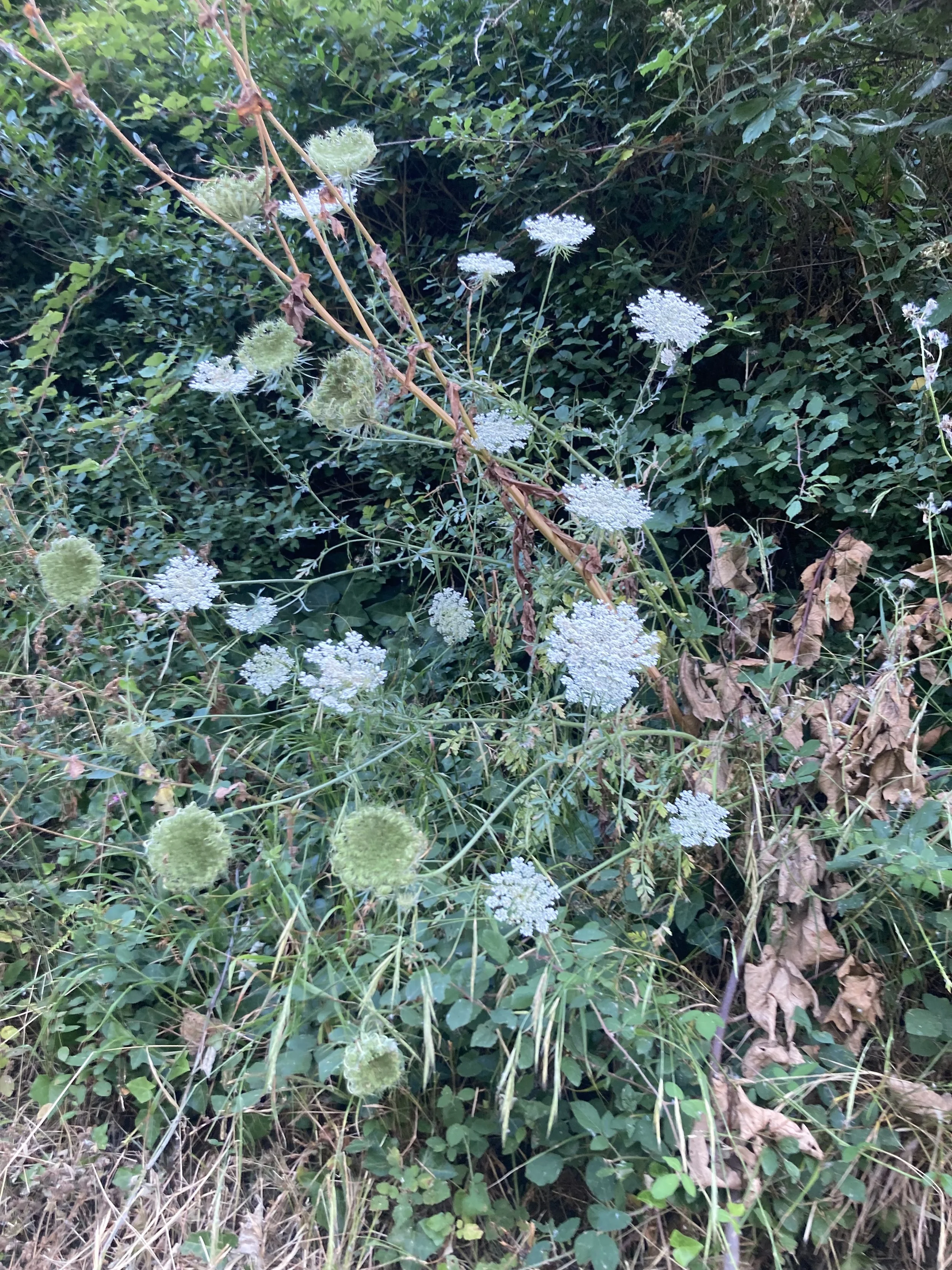 IMG_6567.jpeg