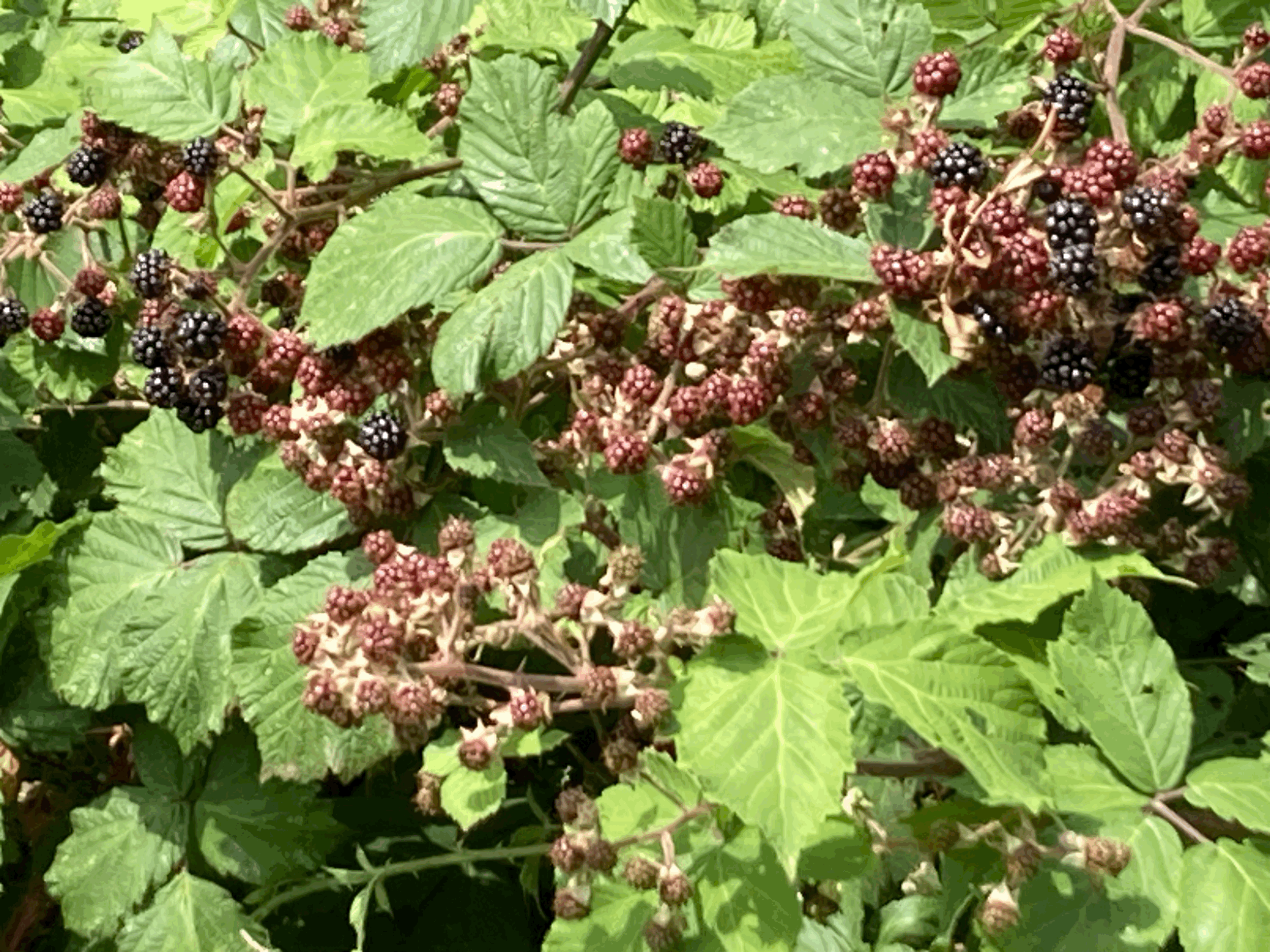The blackberries are here!