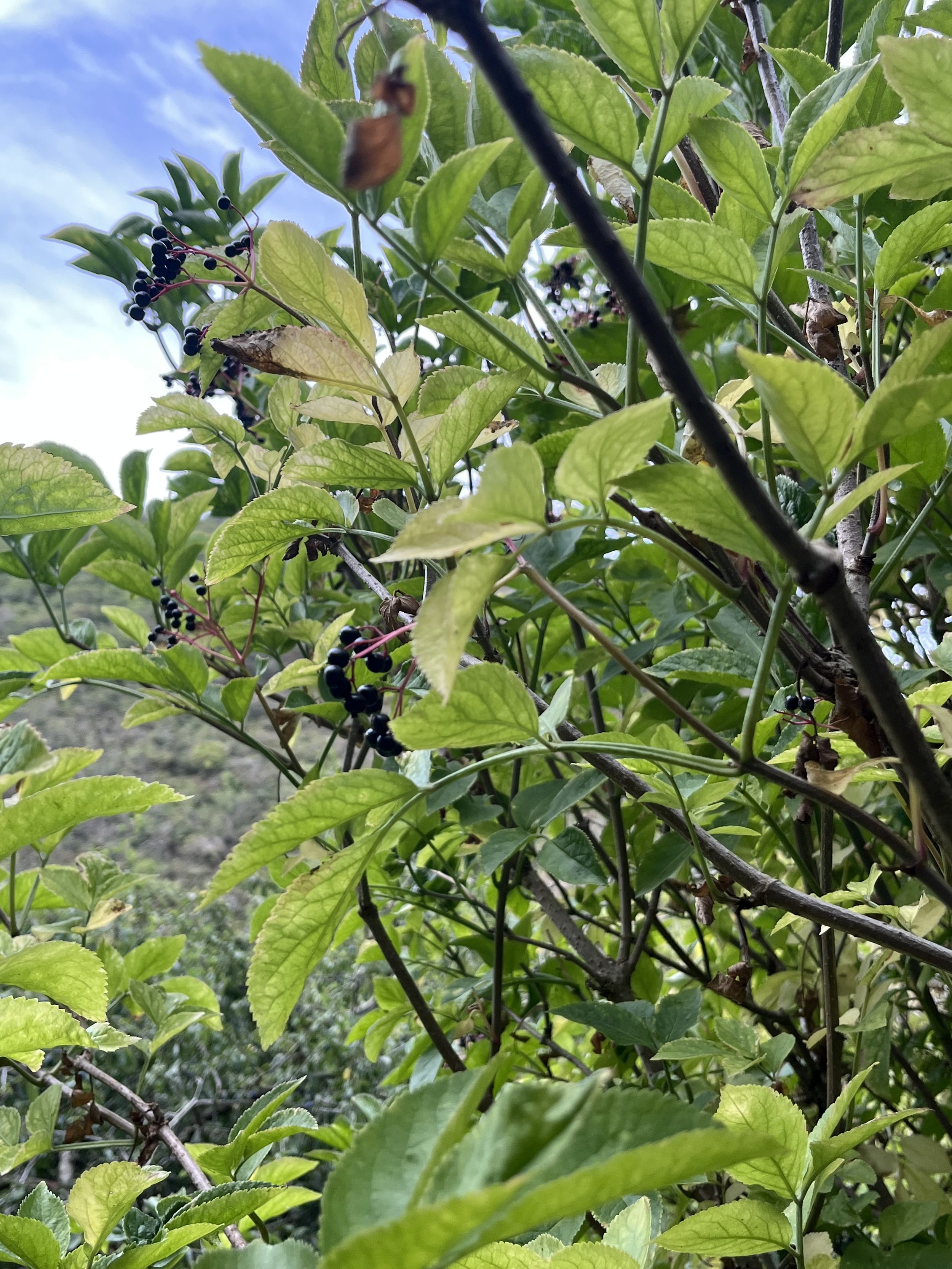 Elderberries and blackberries