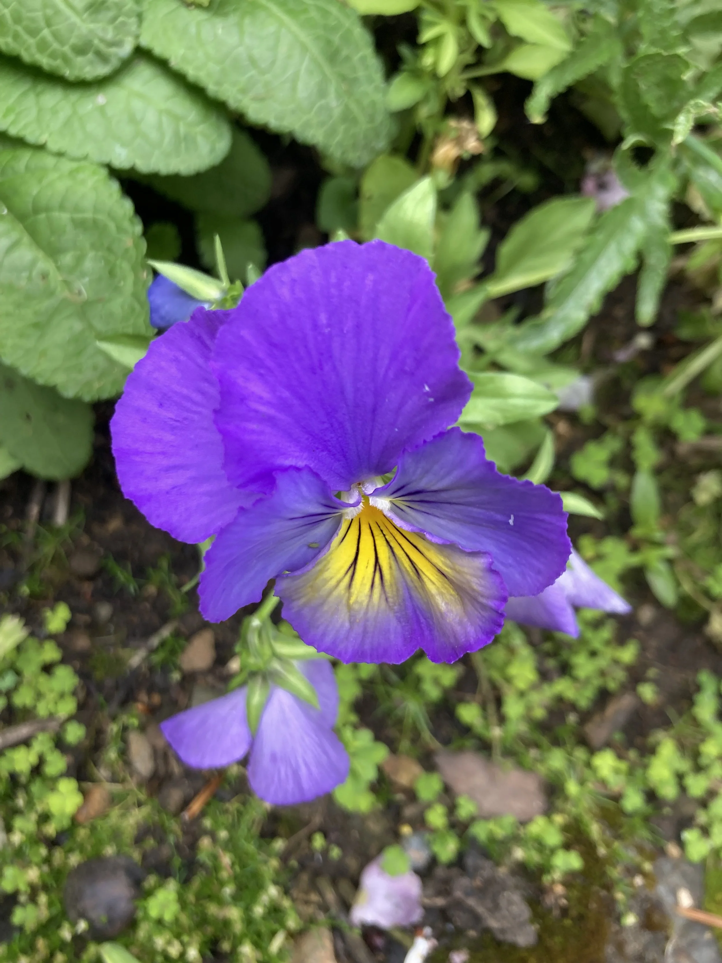 IMG_6383.jpeg