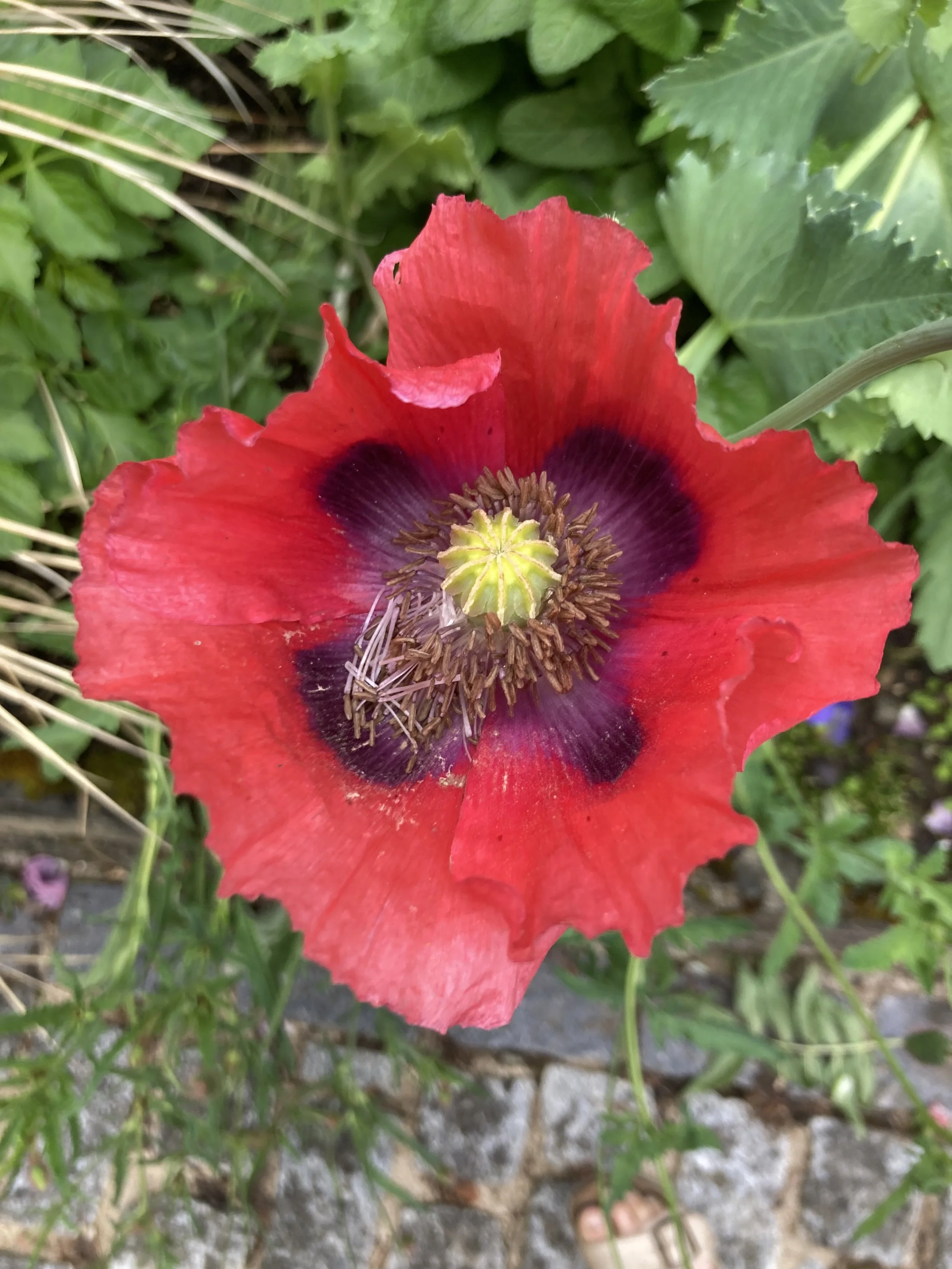 IMG_6381.jpeg