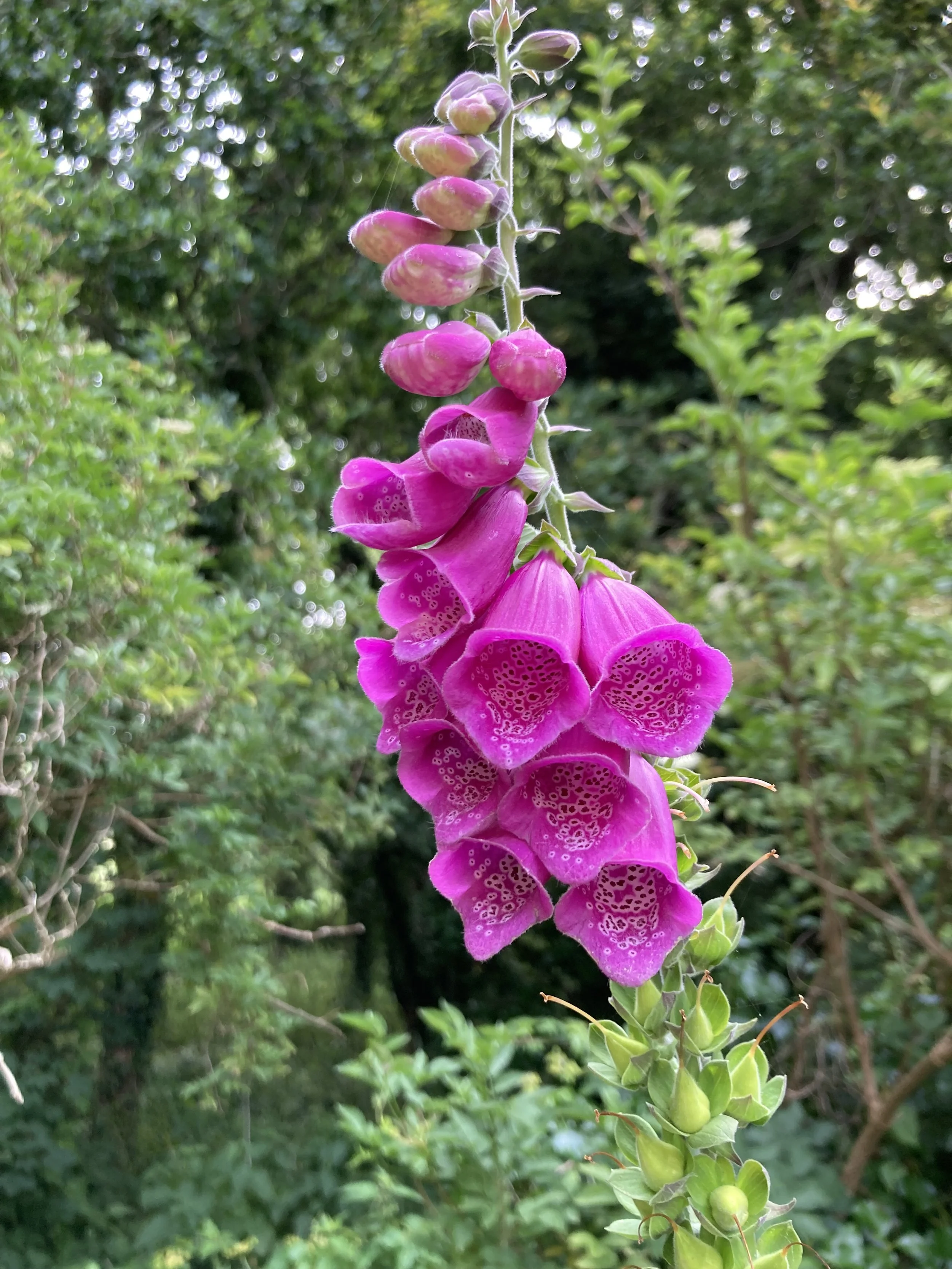 IMG_6380.jpeg