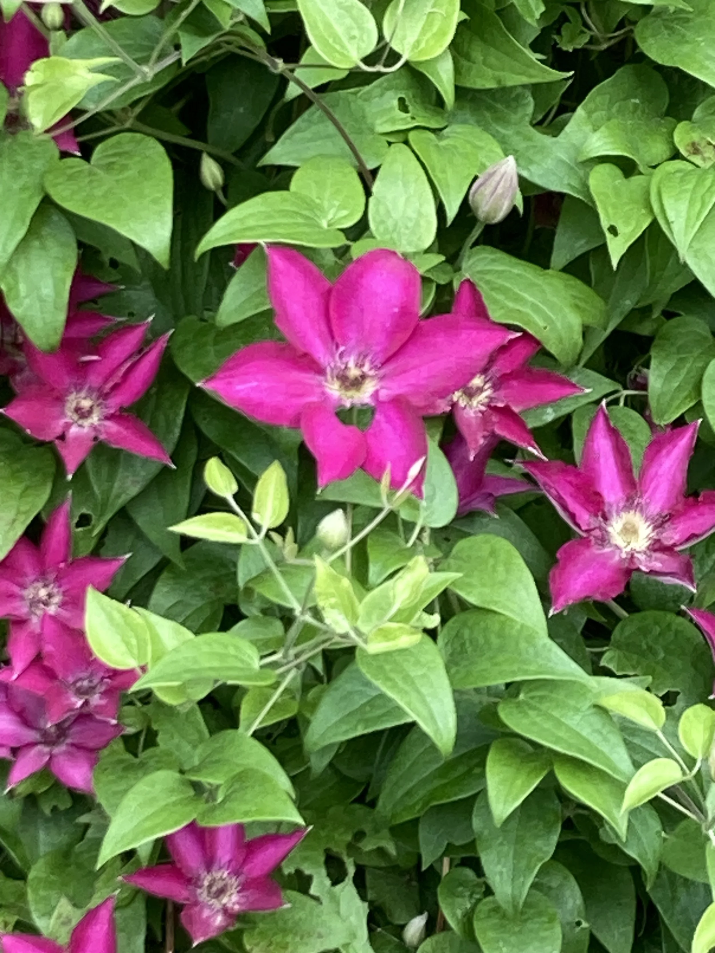 IMG_6384.jpeg
