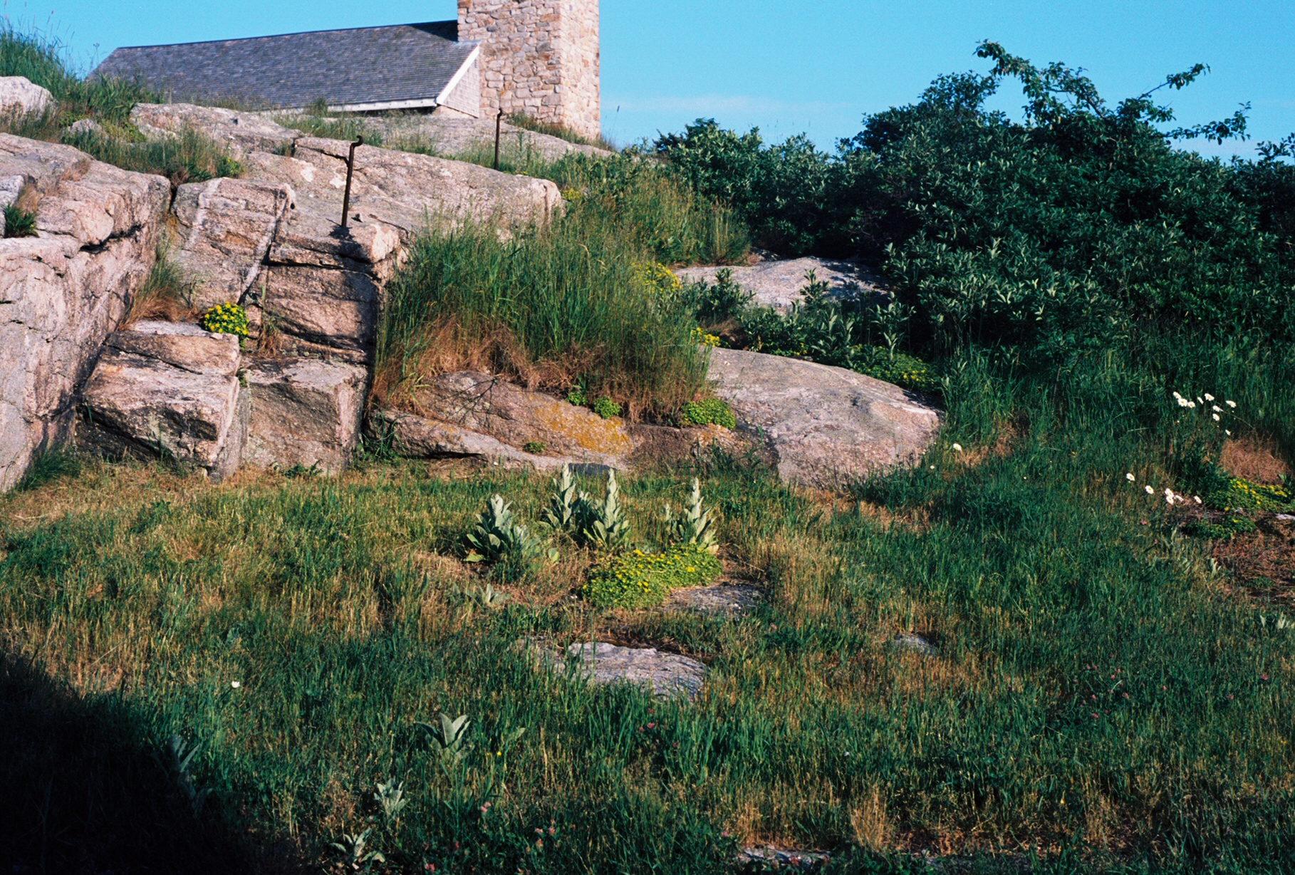 Chapel and Plant.jpg