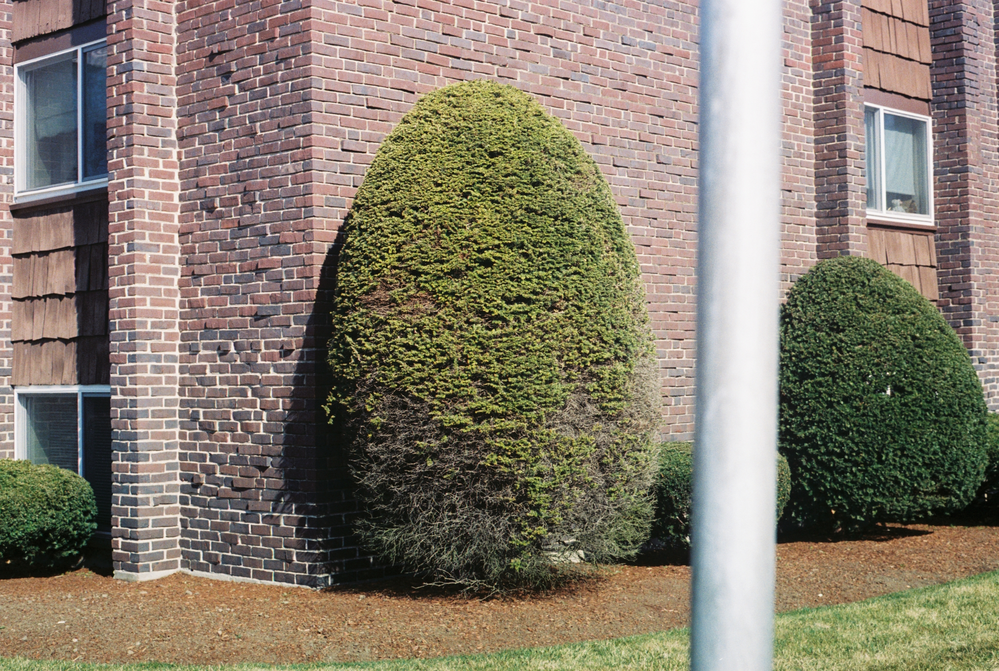 dying tree.png