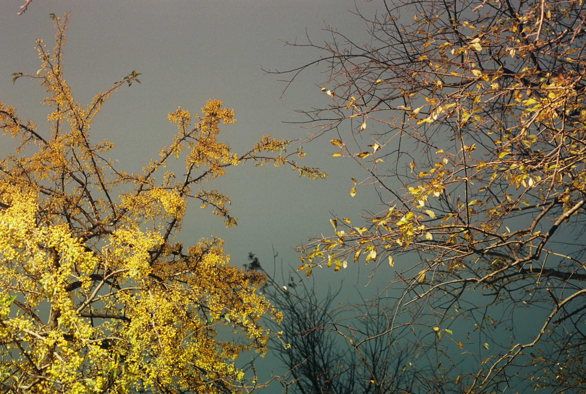 Yellow Trees (Fall 2011).png