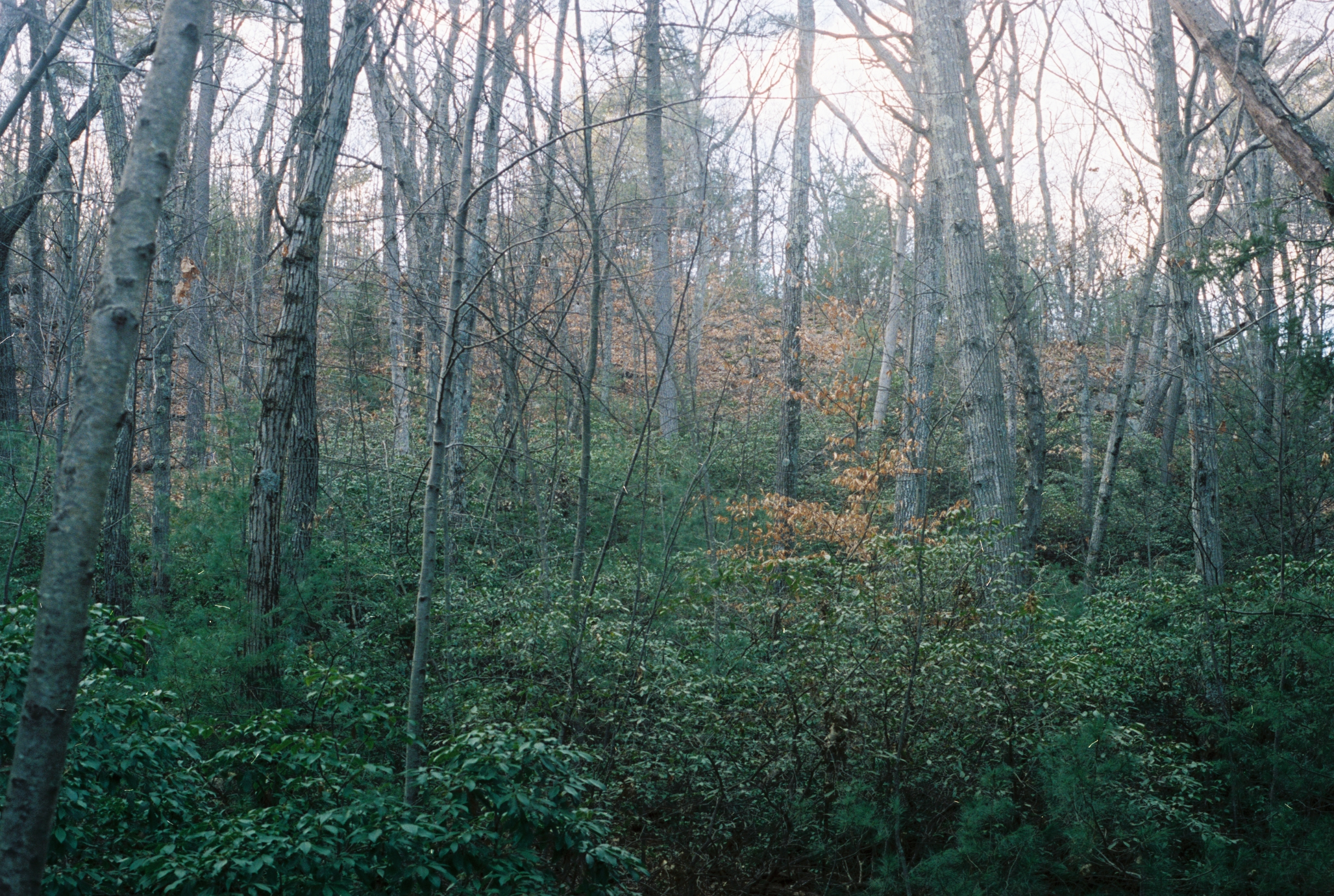 Forest (Winter 2012) (2).png
