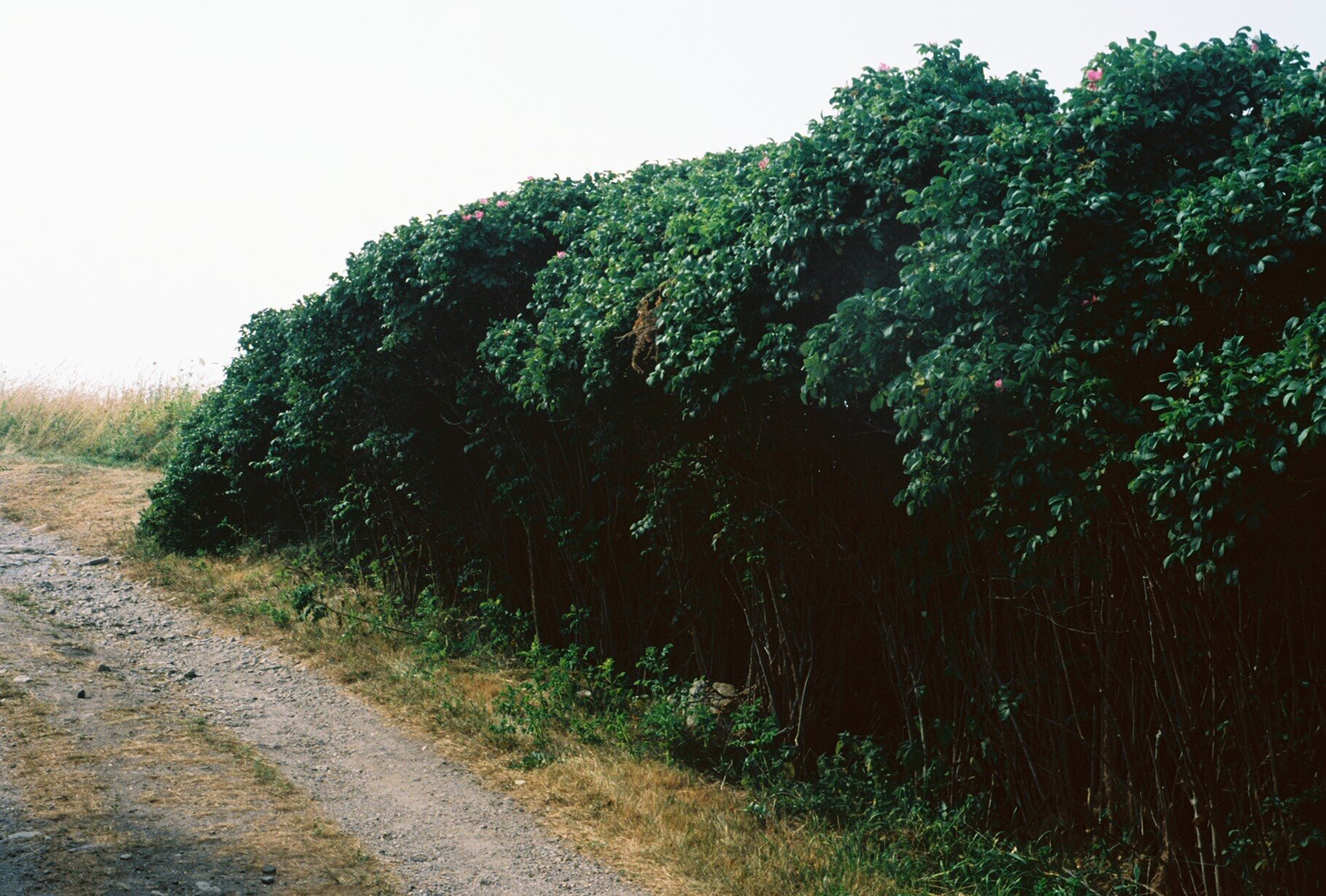 Z895.jpg