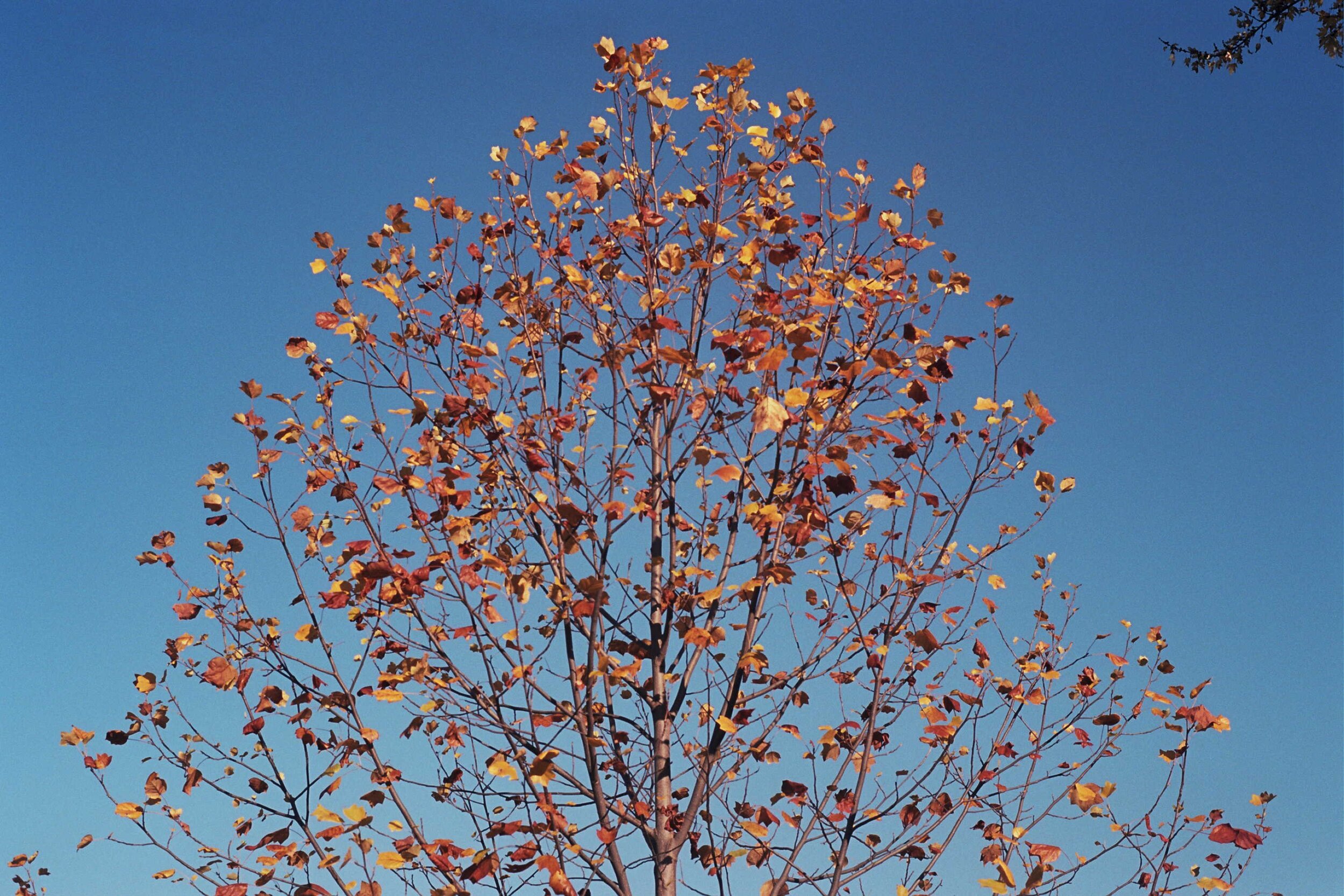 Z1085.jpg