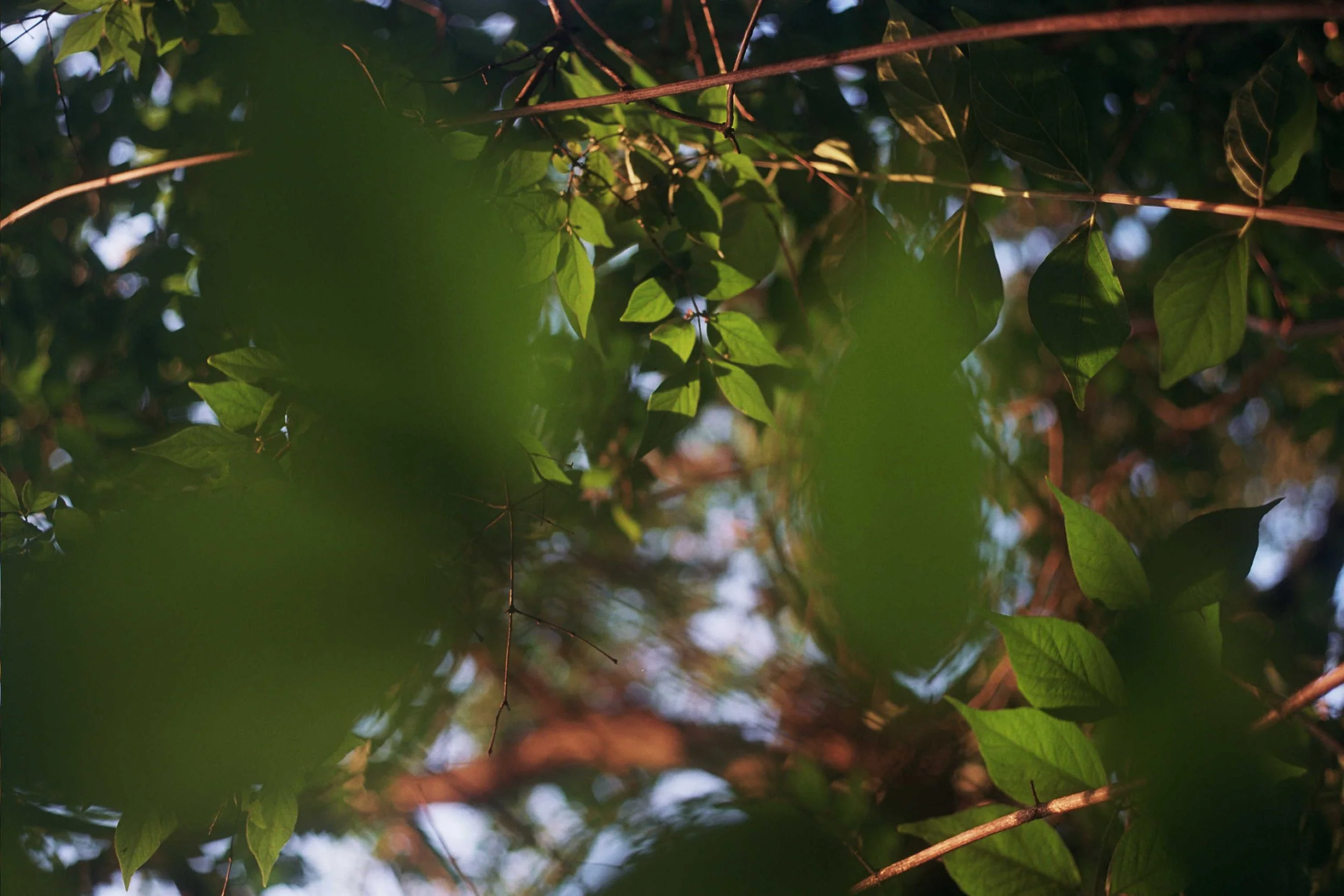 19A_0156.jpg