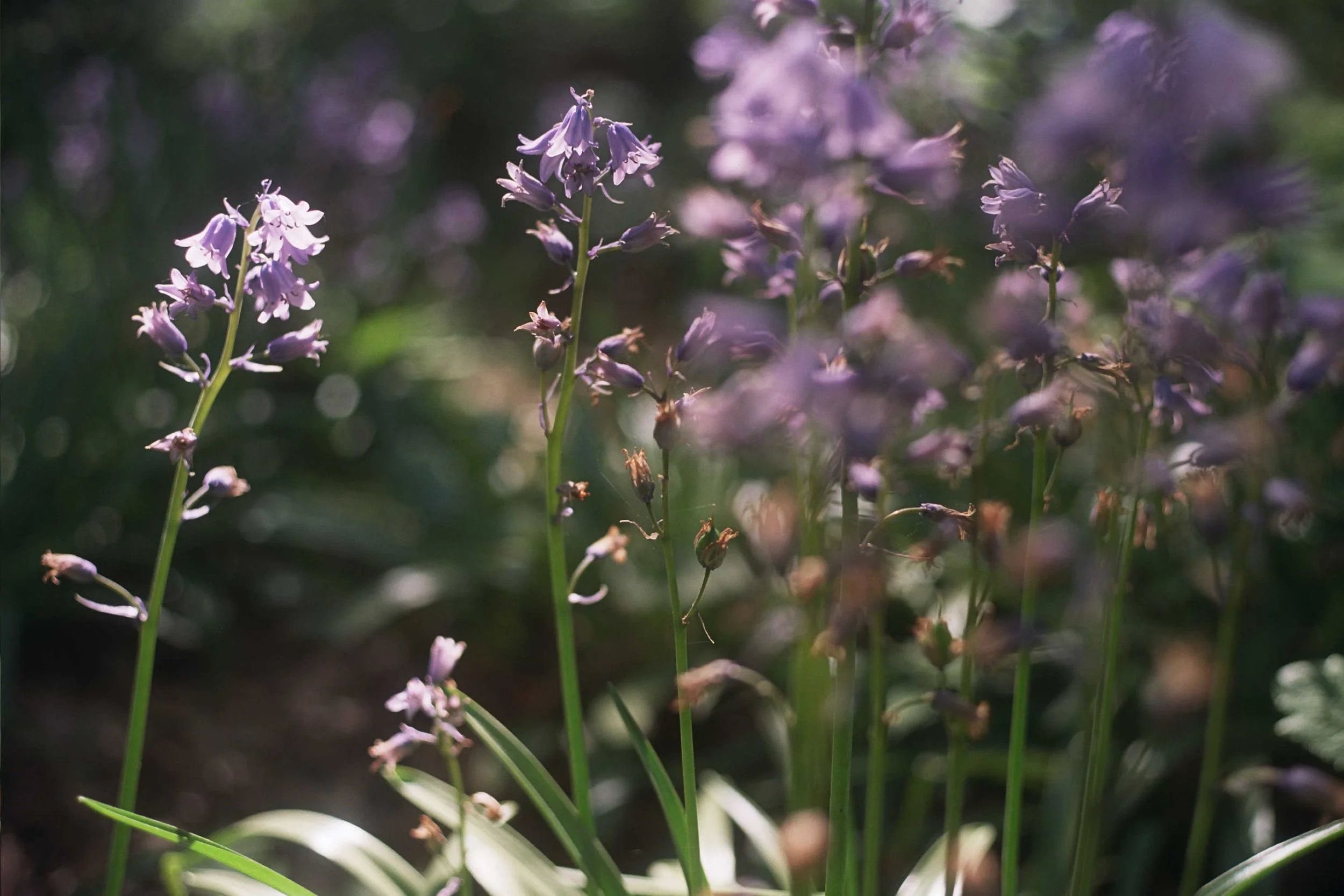_3A_0245.jpg