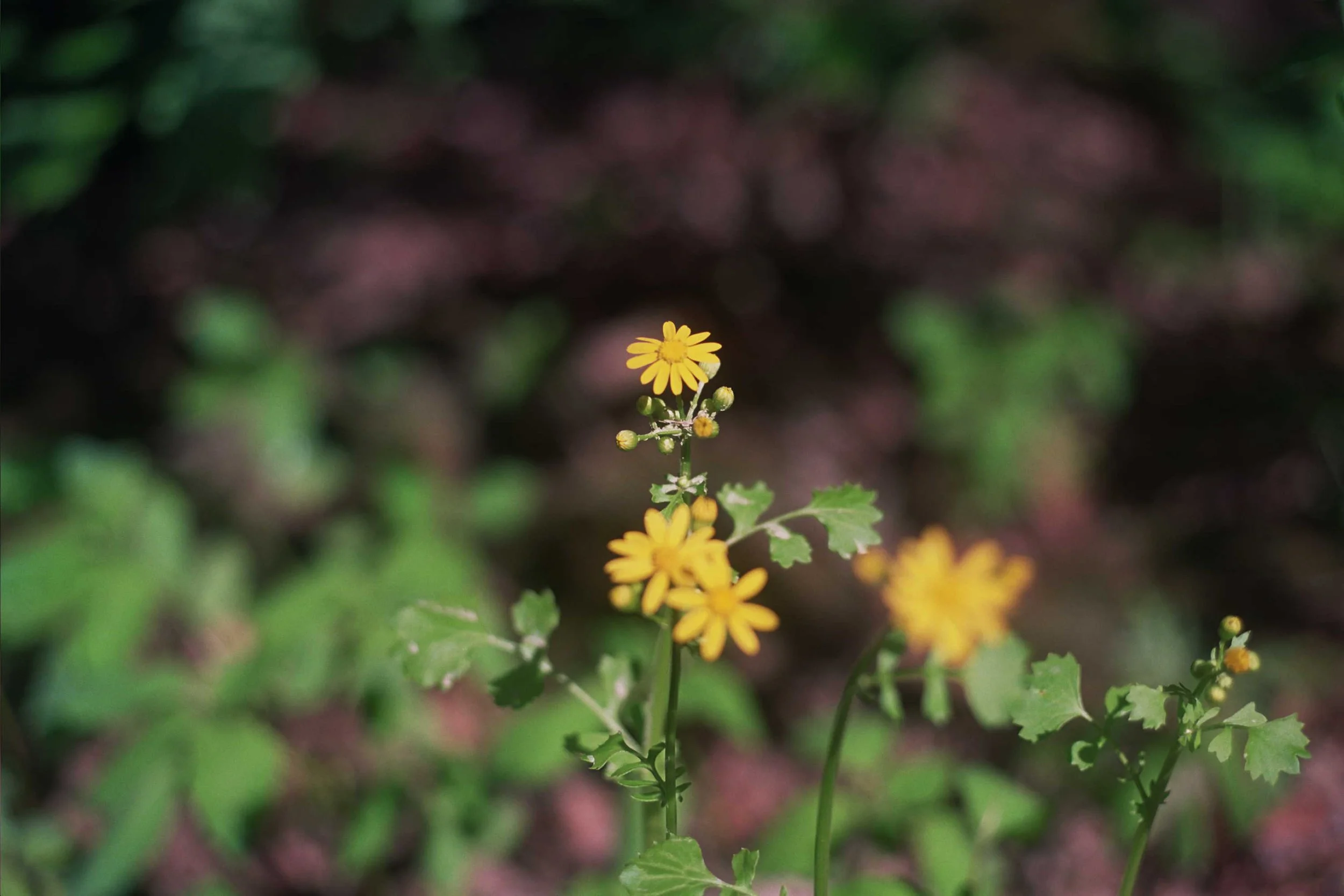 _5A_0243.jpg