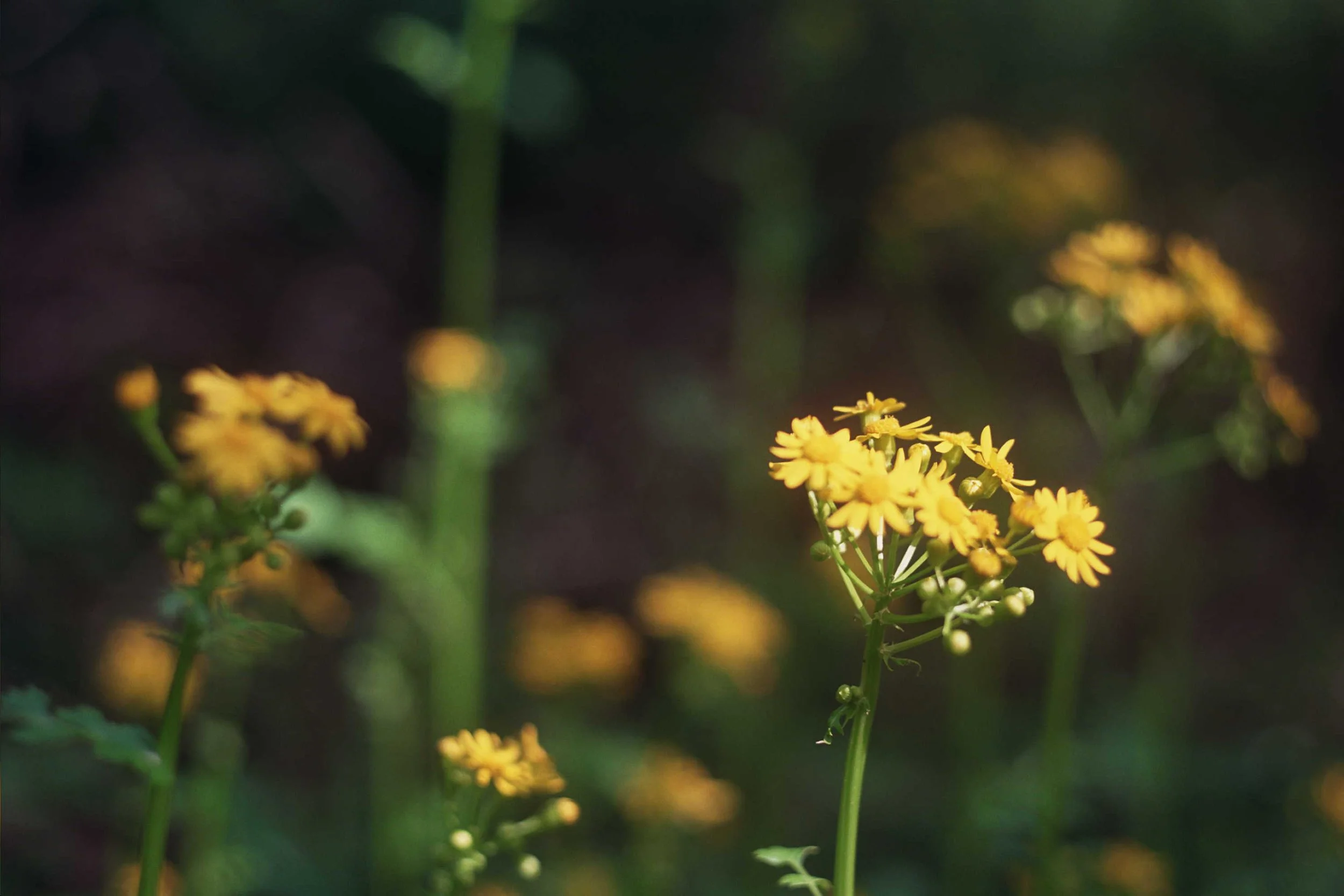 _9A_0239.jpg