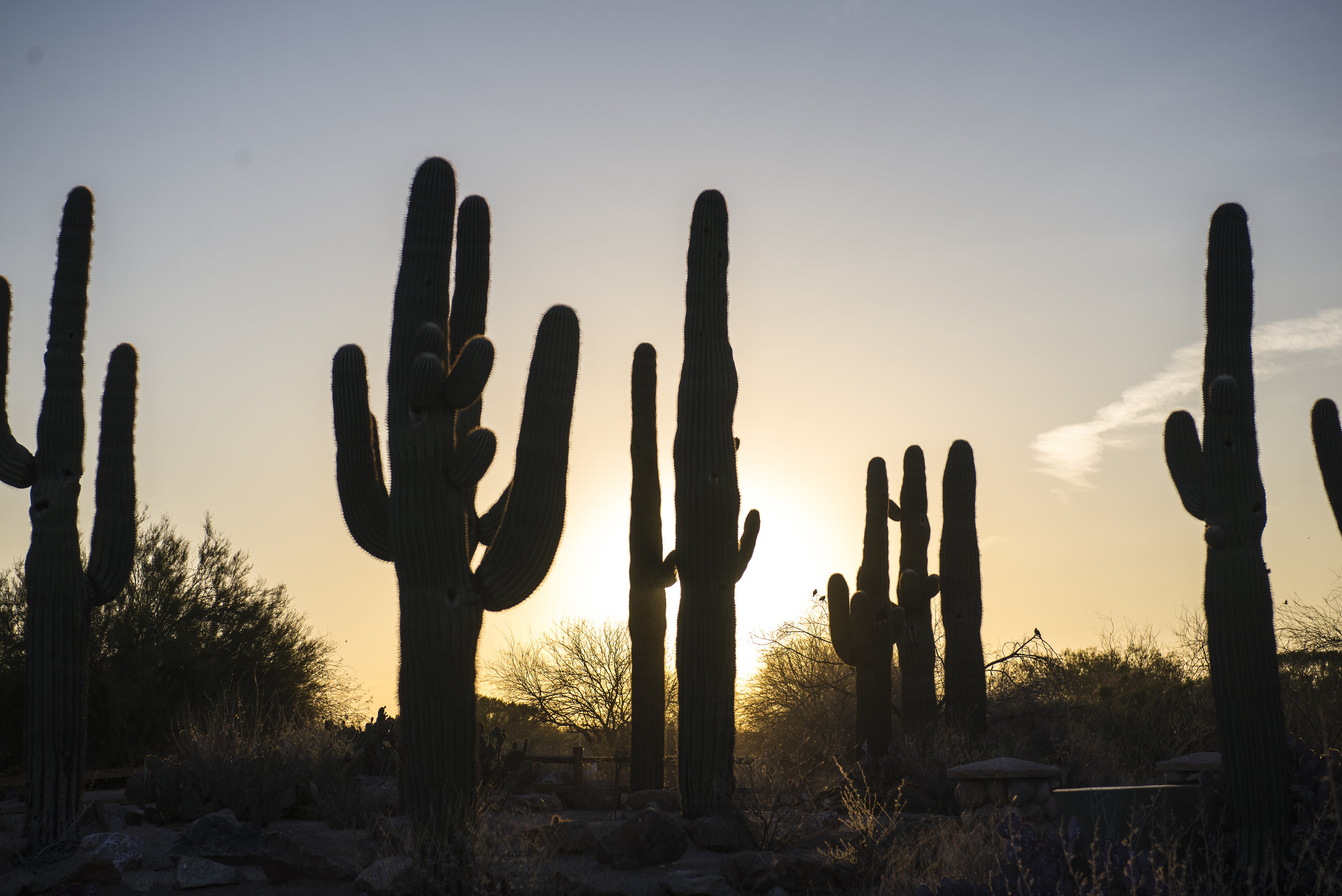 Sunrise at Gilbert Riparian Preserve