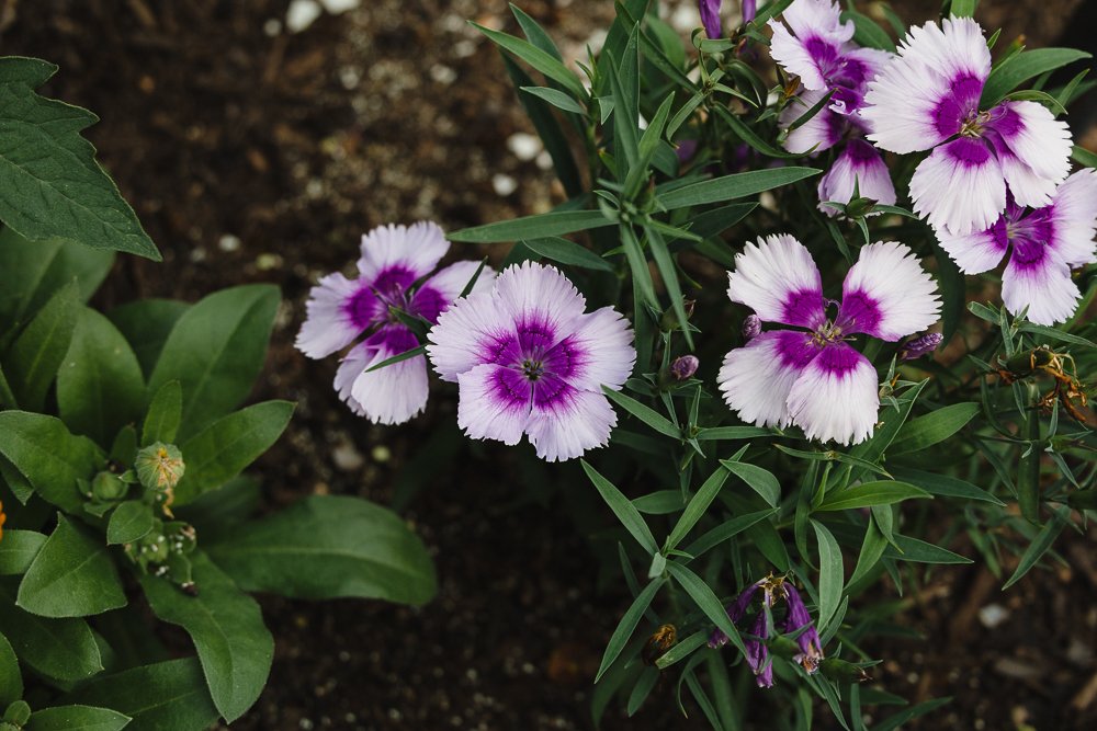 Introducing My Spring 2025 Kitchen Garden